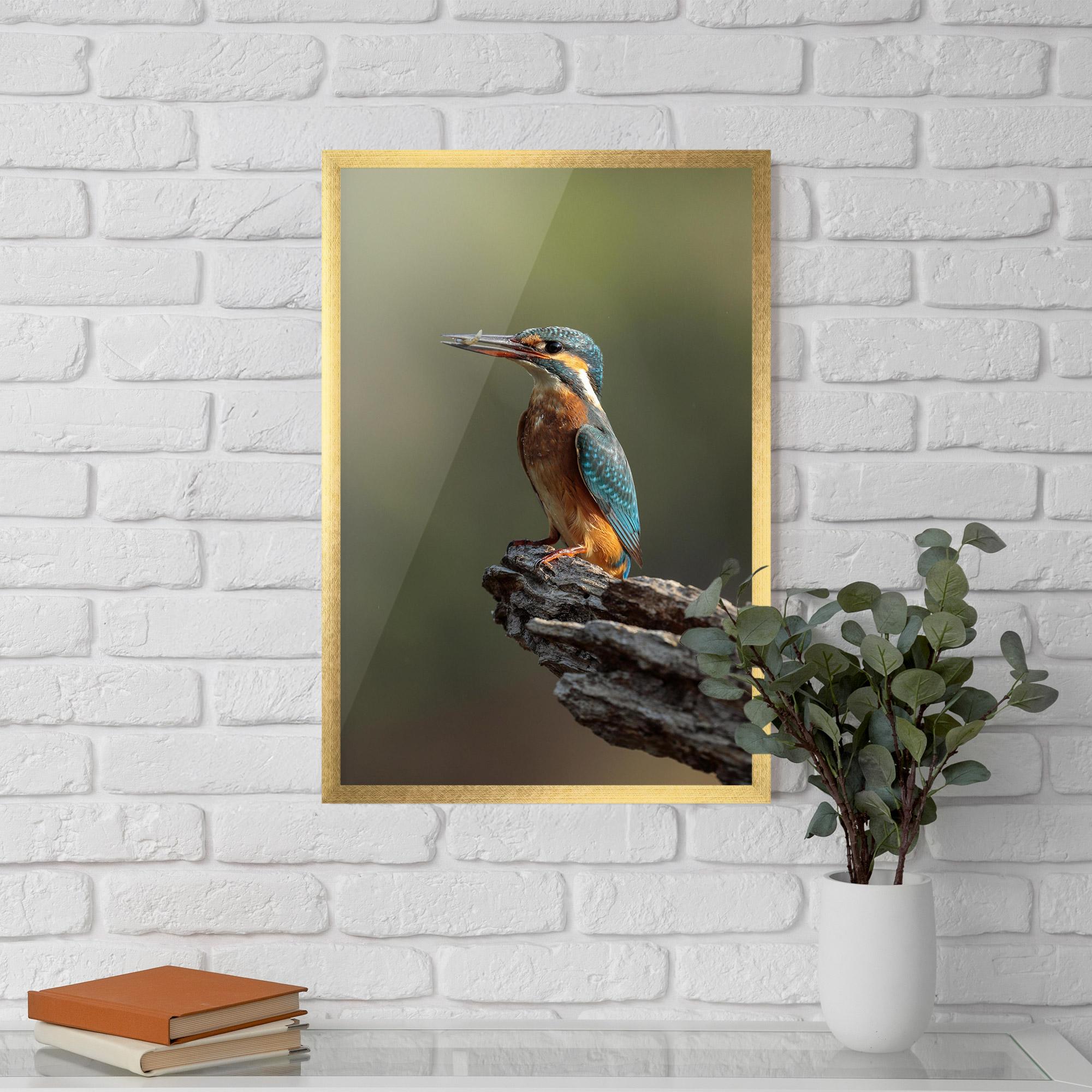 Gerahmte Poster Female Kingfisher mockup 5