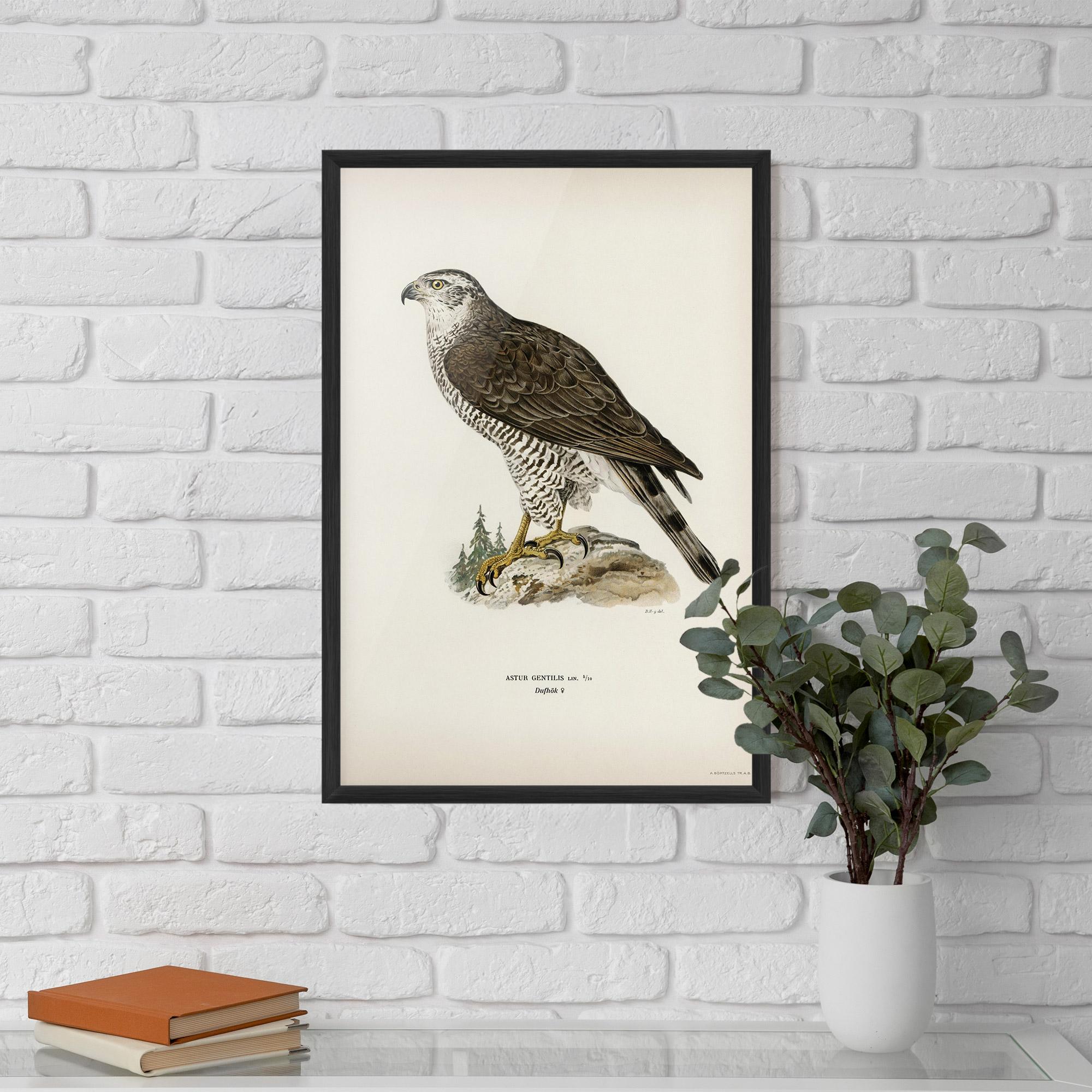 Gerahmte Poster Astur Gentilis mockup 5