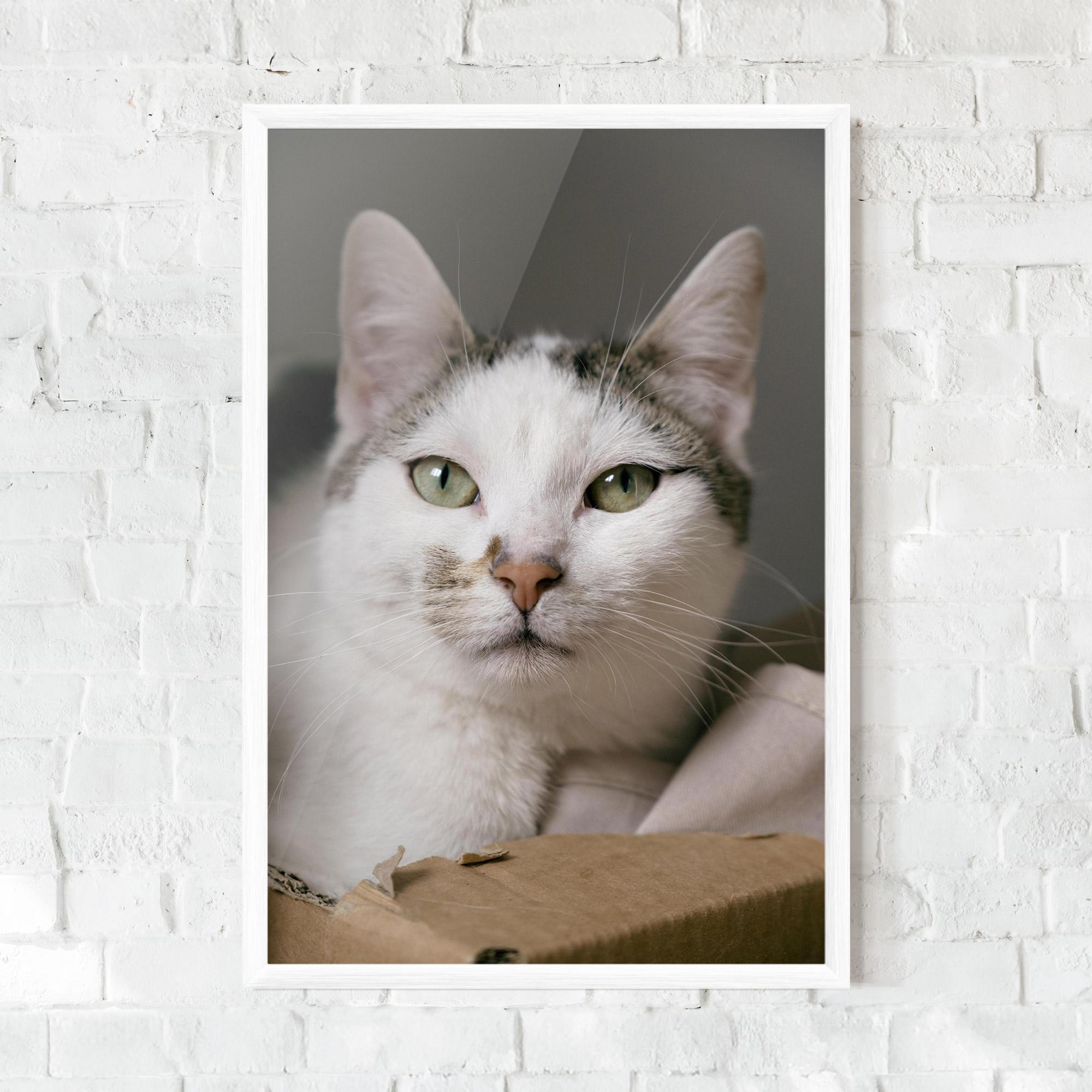 Gerahmte Poster Big Sleepy Cat mockup 0