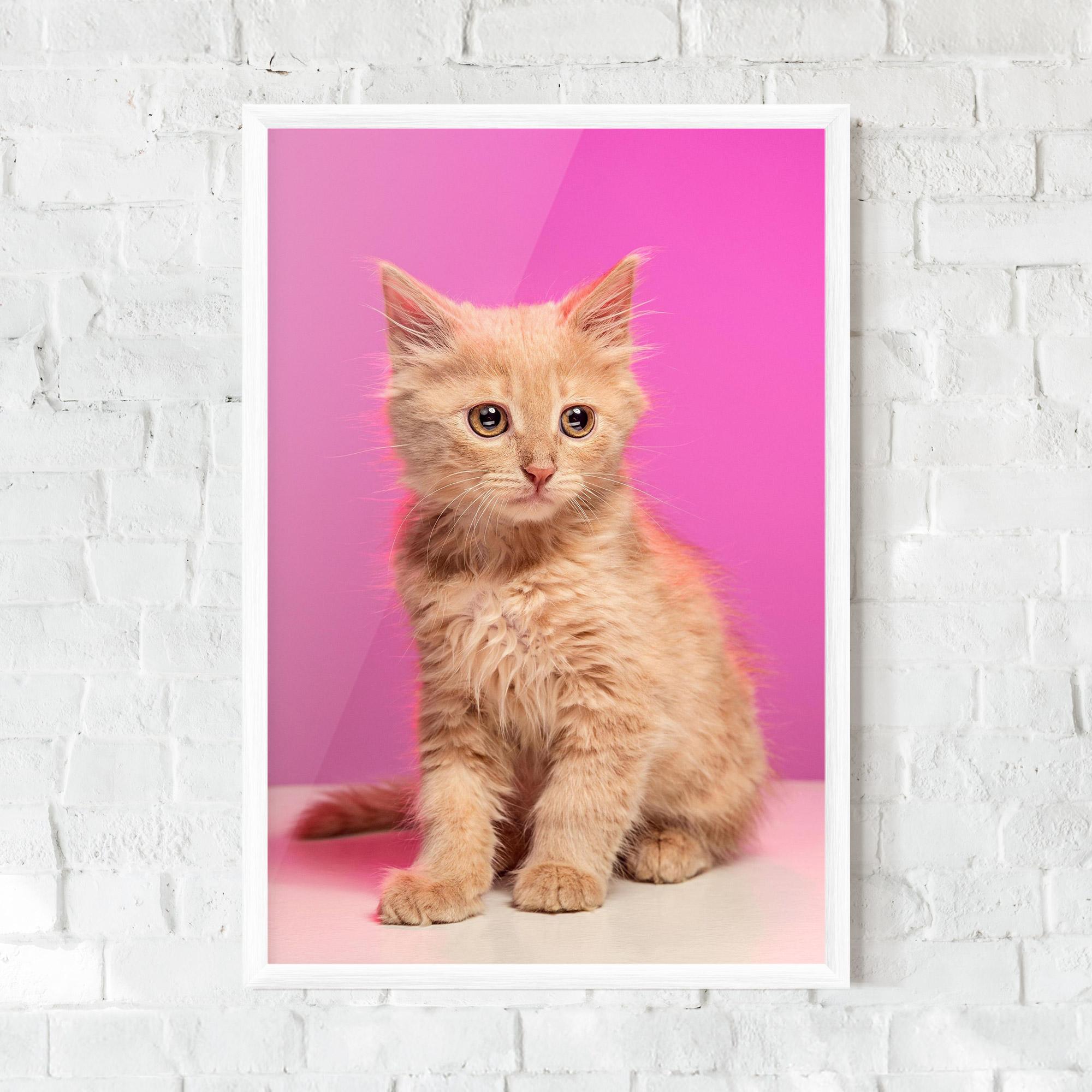 Gerahmte Poster Orange Cat On Pink mockup 0