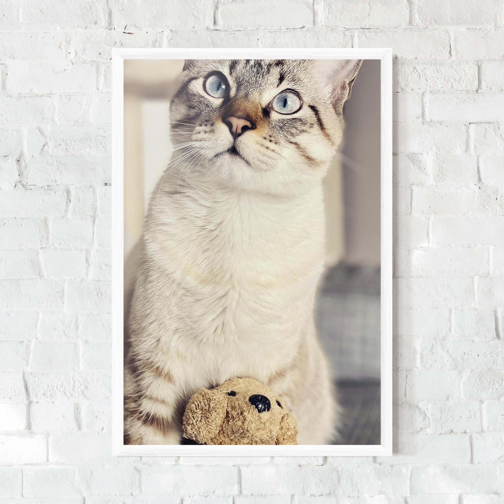 Gerahmte Poster Pretty Blue Eyes Cat mockup 0