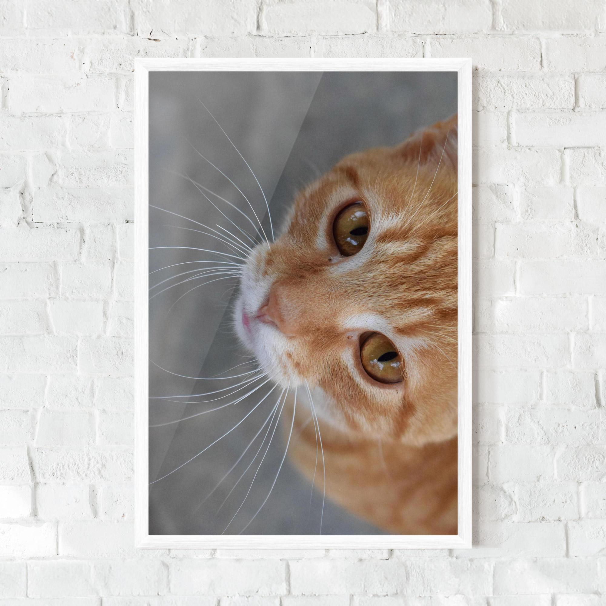 Gerahmte Poster Pretty Orange Eyes Cat mockup 0