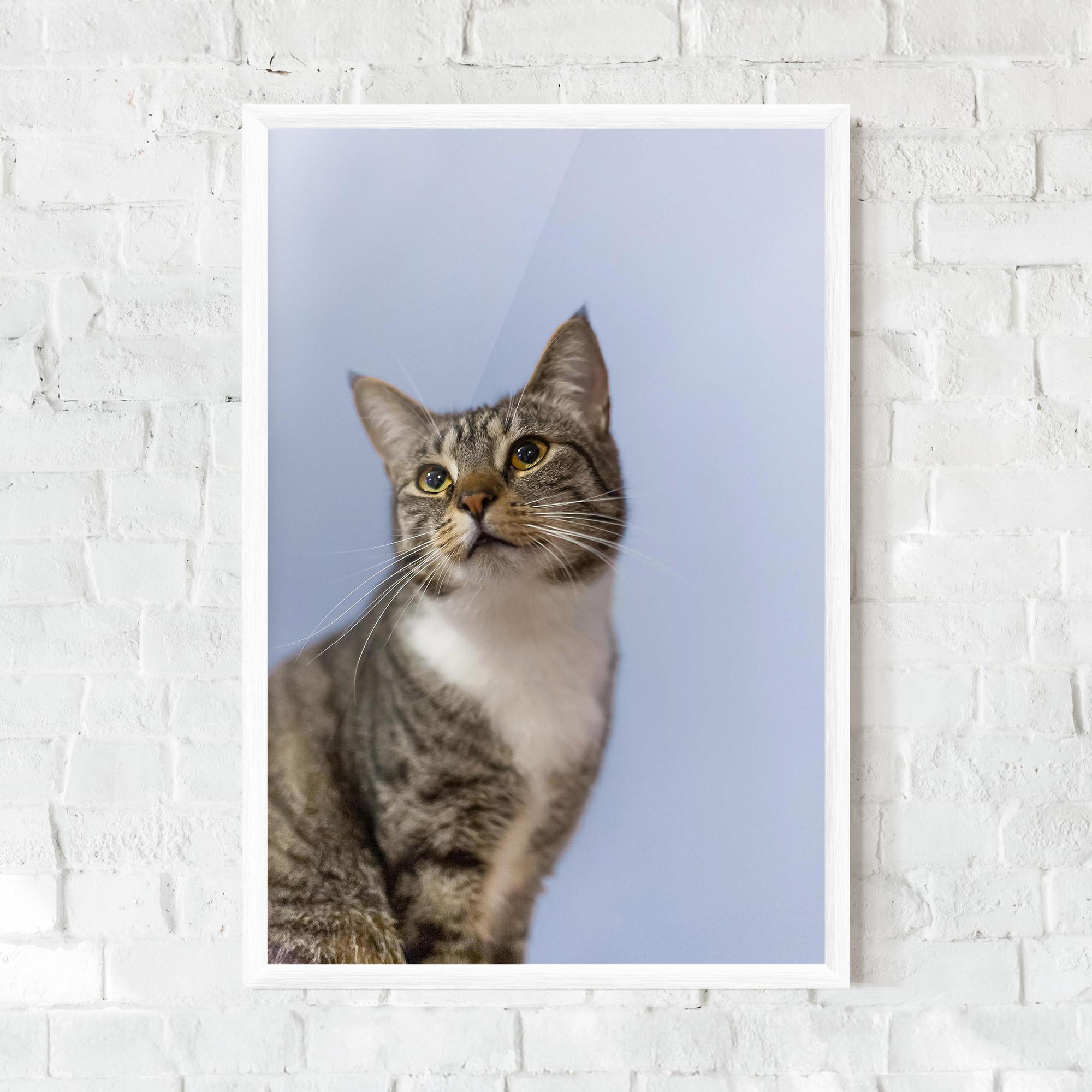 Gerahmte Poster Yellow Eyes Cat mockup 0