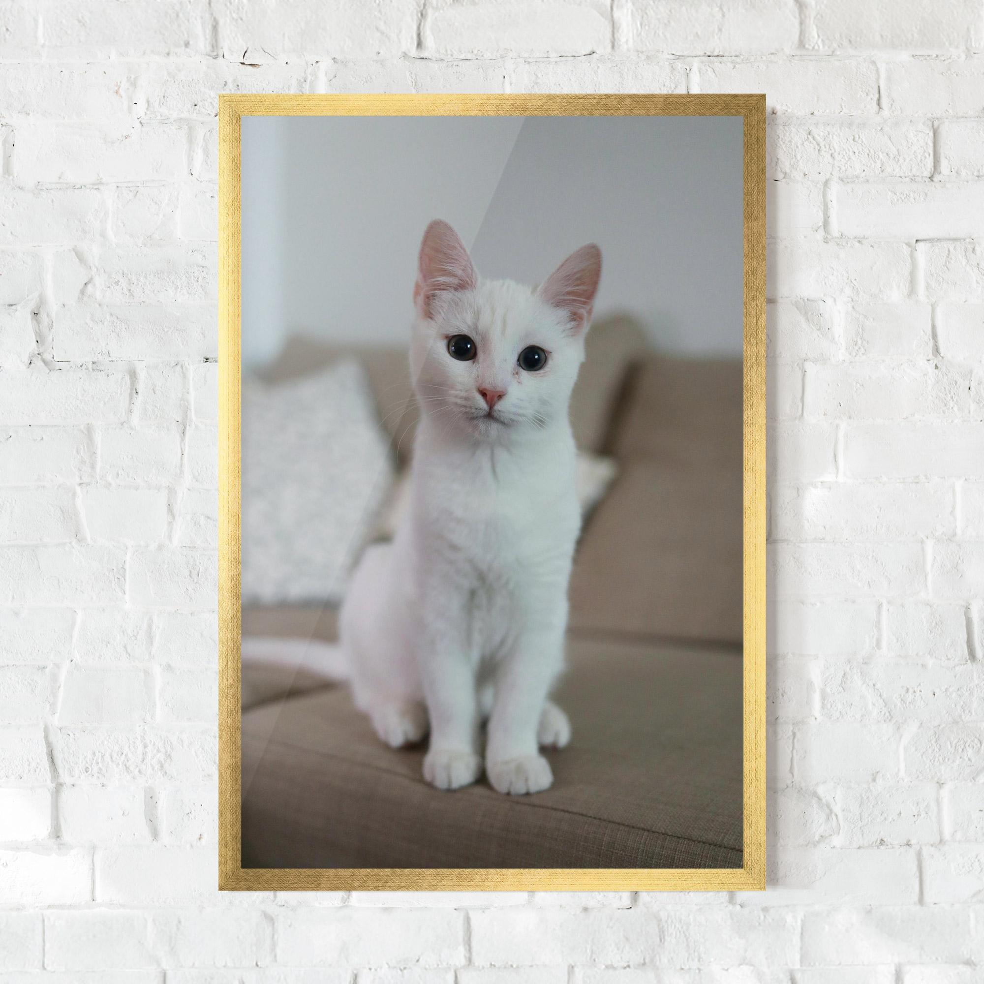 Gerahmte Poster Beautiful White Cat mockup 0