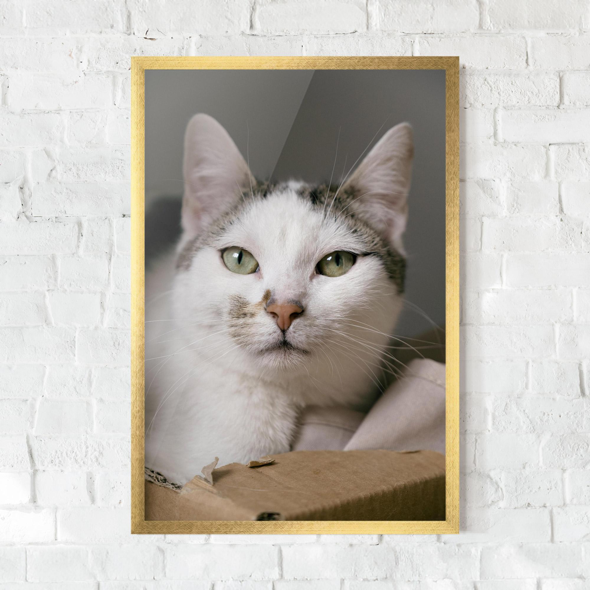 Gerahmte Poster Big Sleepy Cat mockup 0