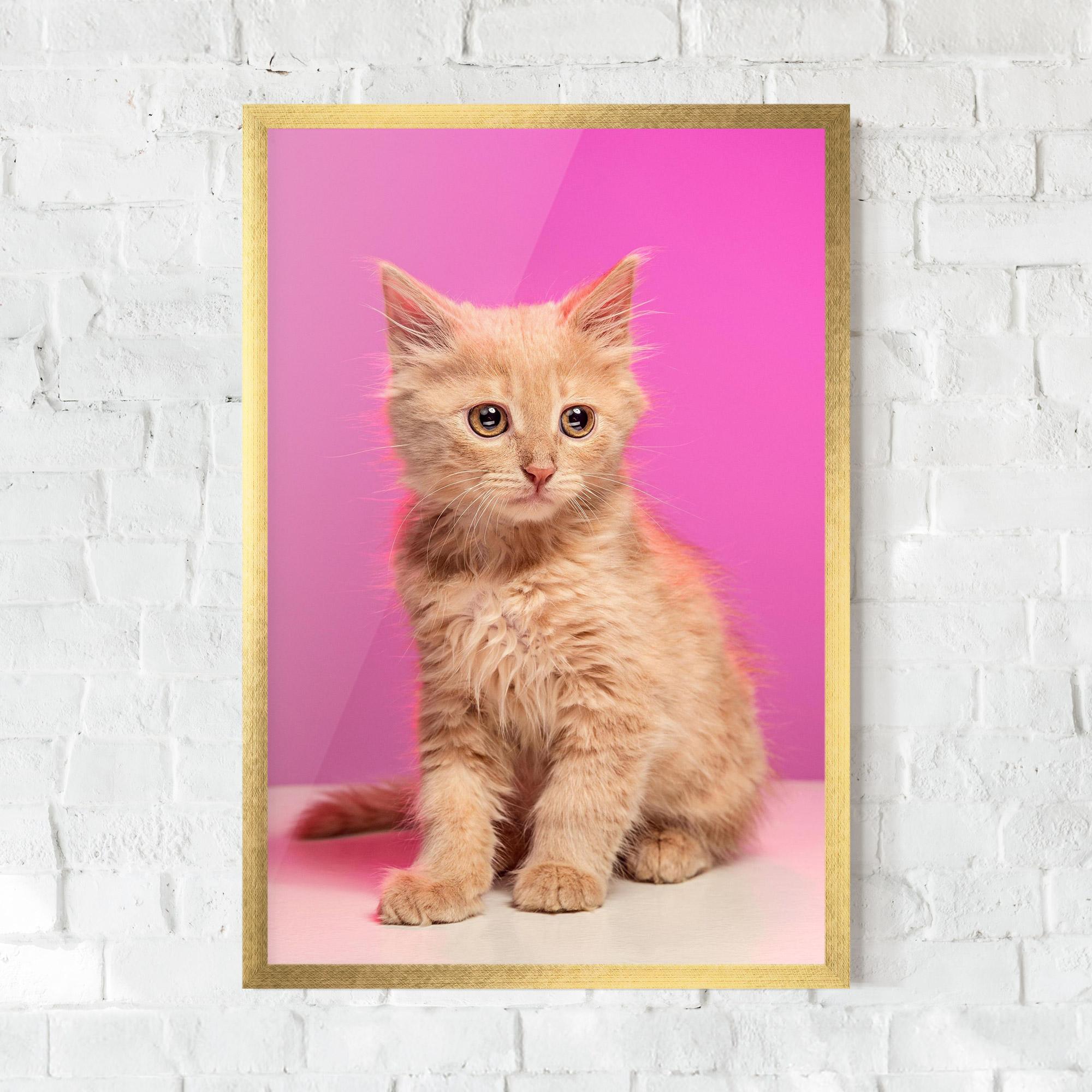 Gerahmte Poster Orange Cat On Pink mockup 0