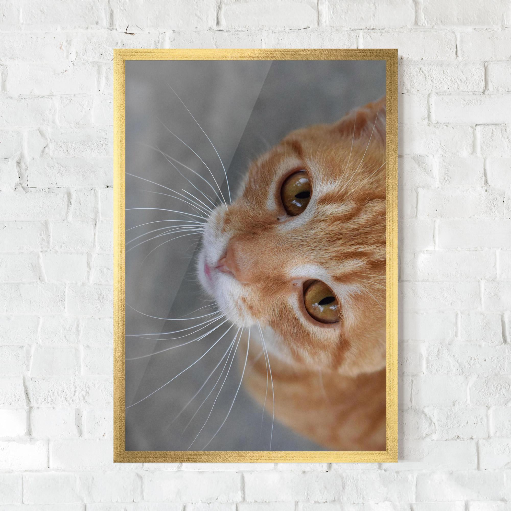 Gerahmte Poster Pretty Orange Eyes Cat mockup 0