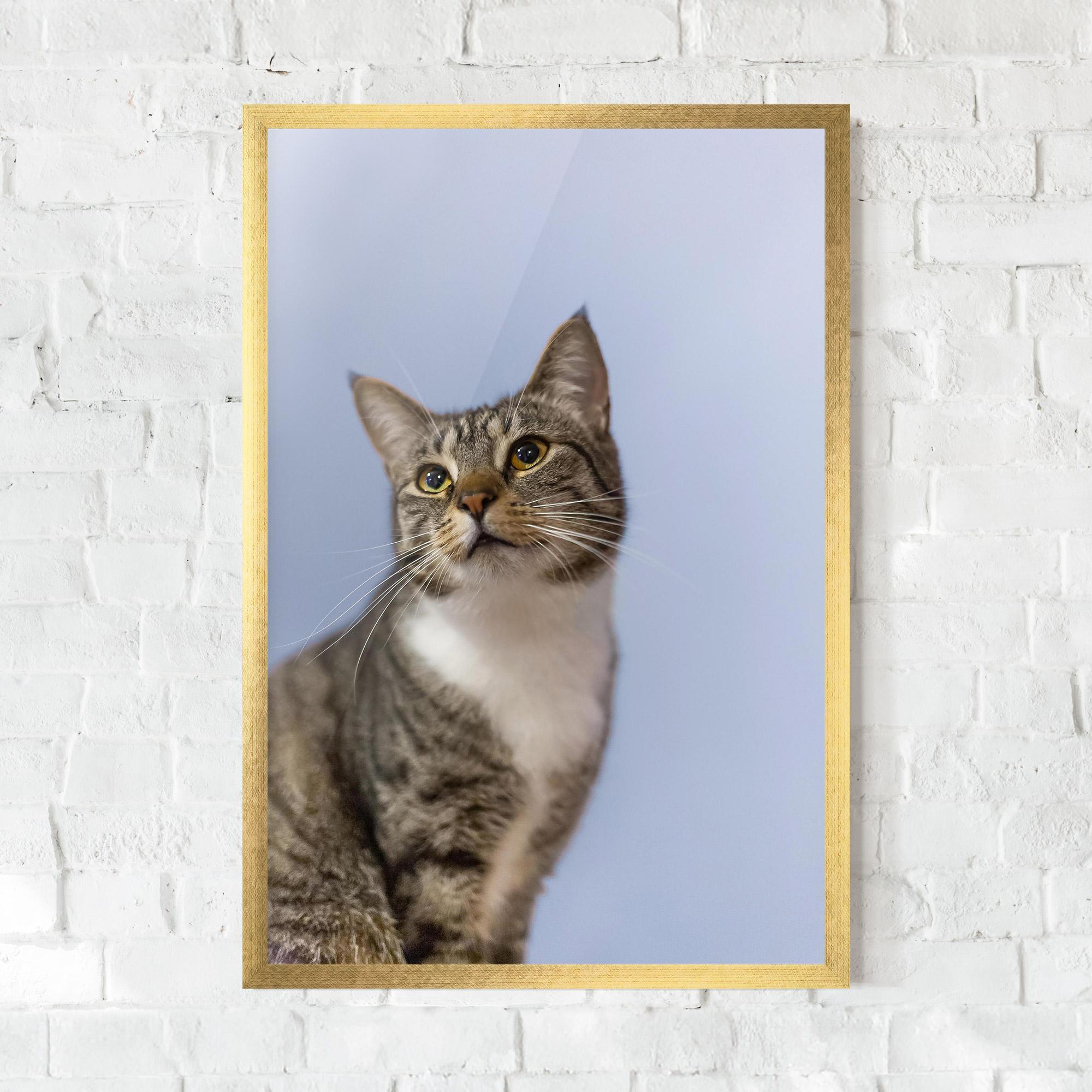 Gerahmte Poster Yellow Eyes Cat mockup 0
