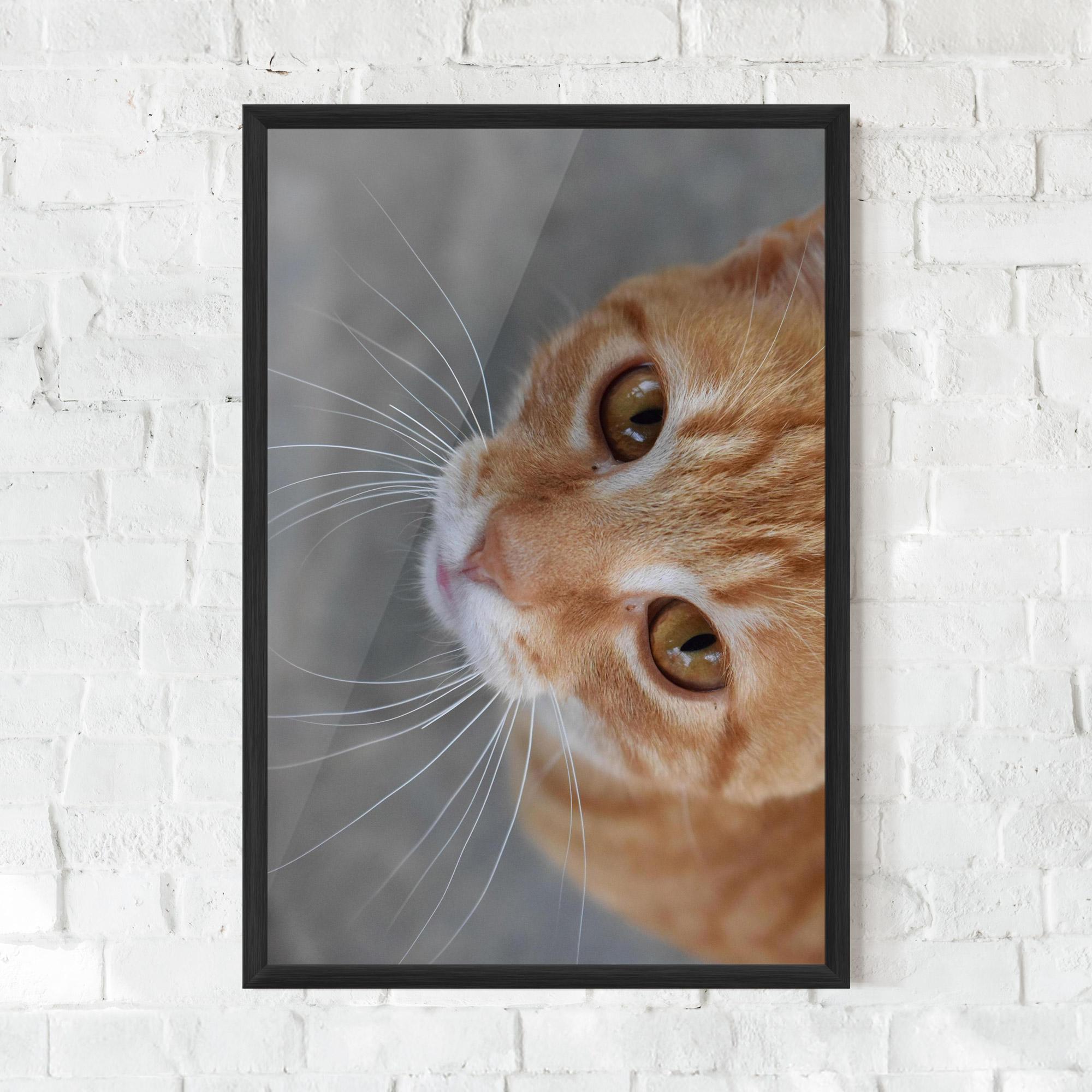 Gerahmte Poster Pretty Orange Eyes Cat mockup 0