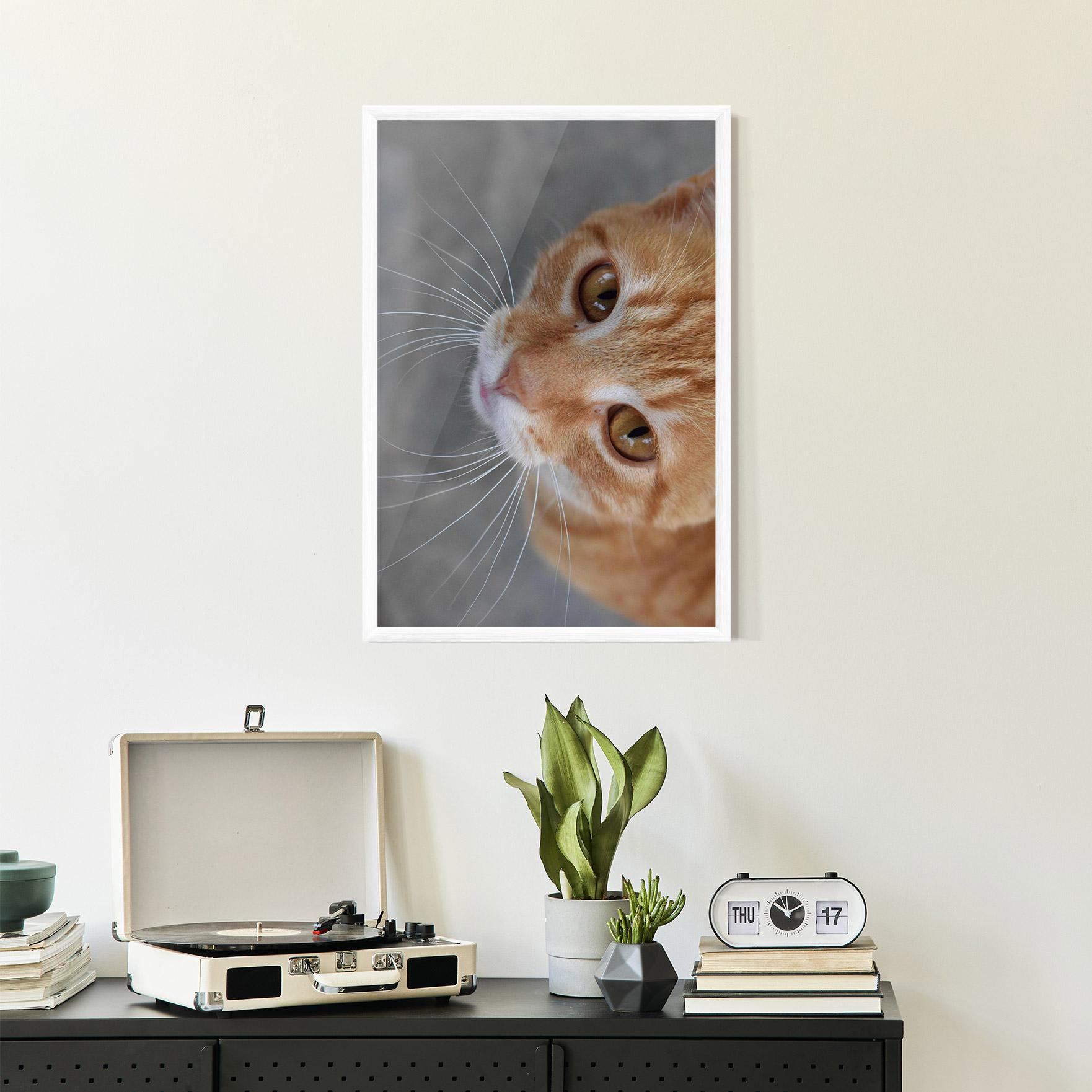 Gerahmte Poster Pretty Orange Eyes Cat mockup 2