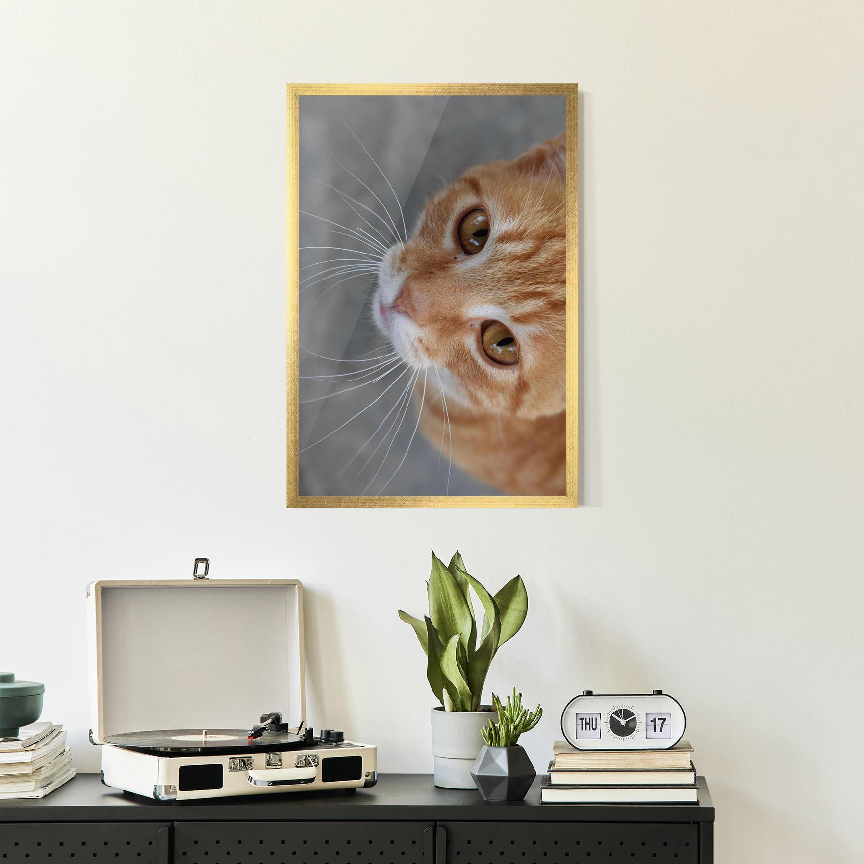 Gerahmte Poster Pretty Orange Eyes Cat mockup 2
