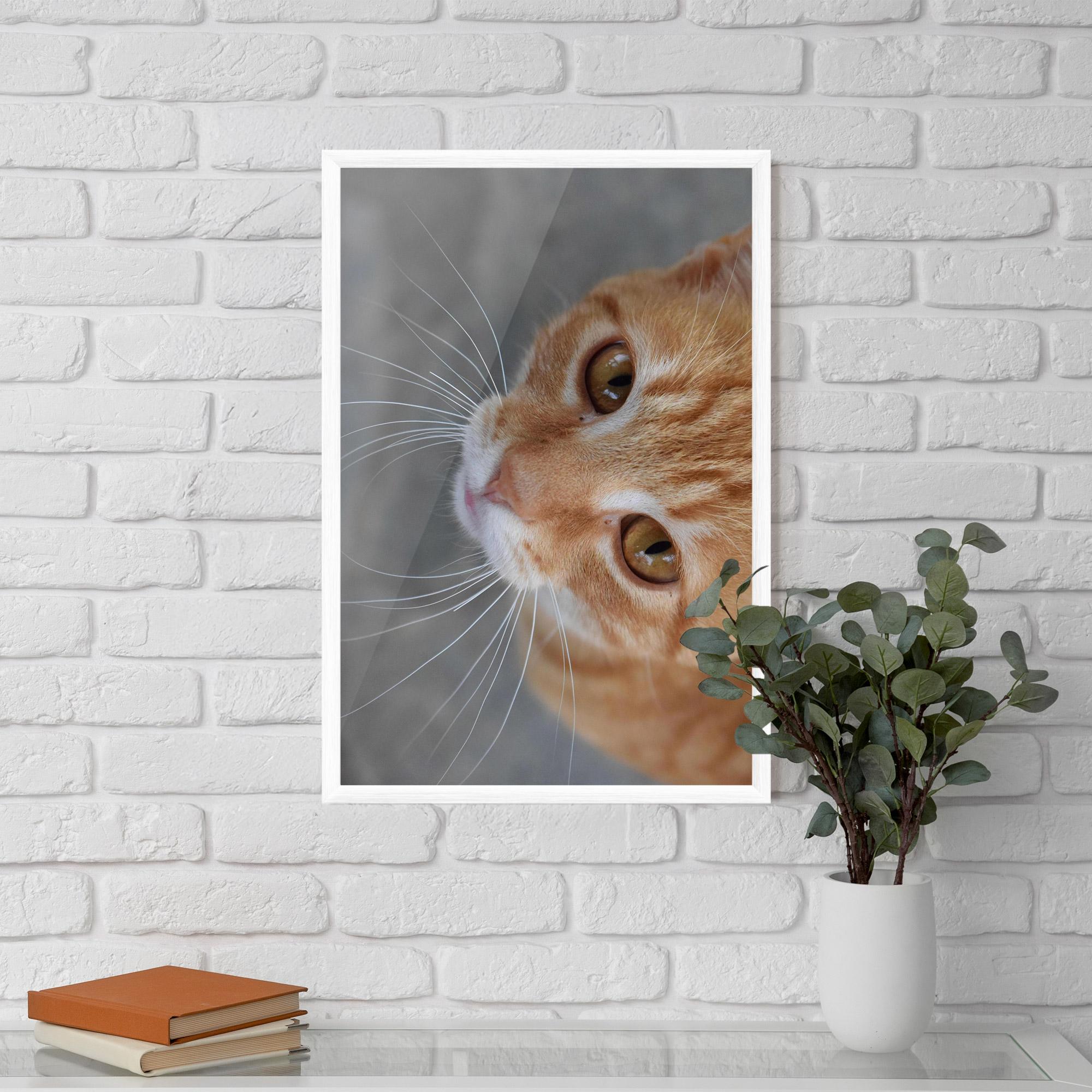 Gerahmte Poster Pretty Orange Eyes Cat mockup 5