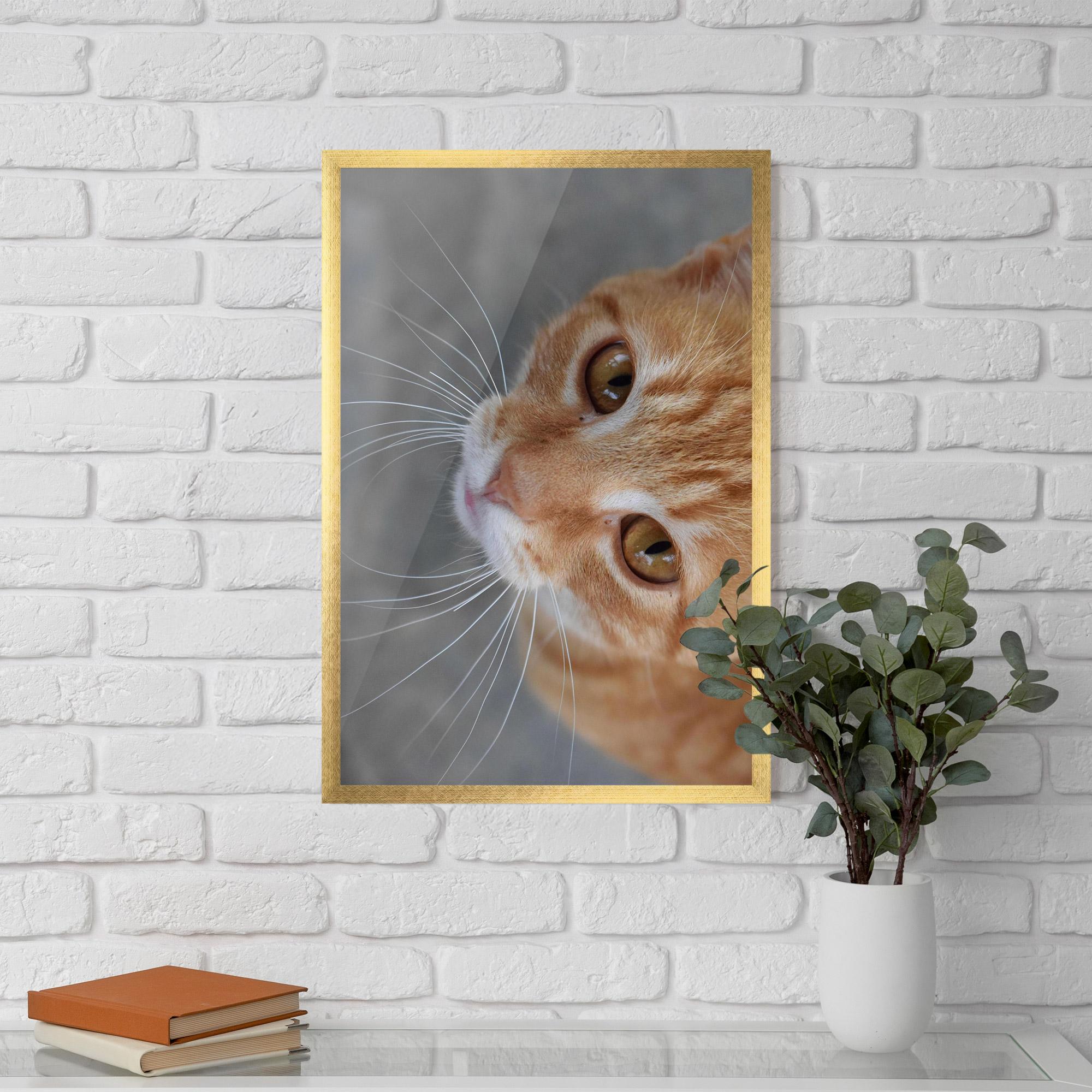 Gerahmte Poster Pretty Orange Eyes Cat mockup 5