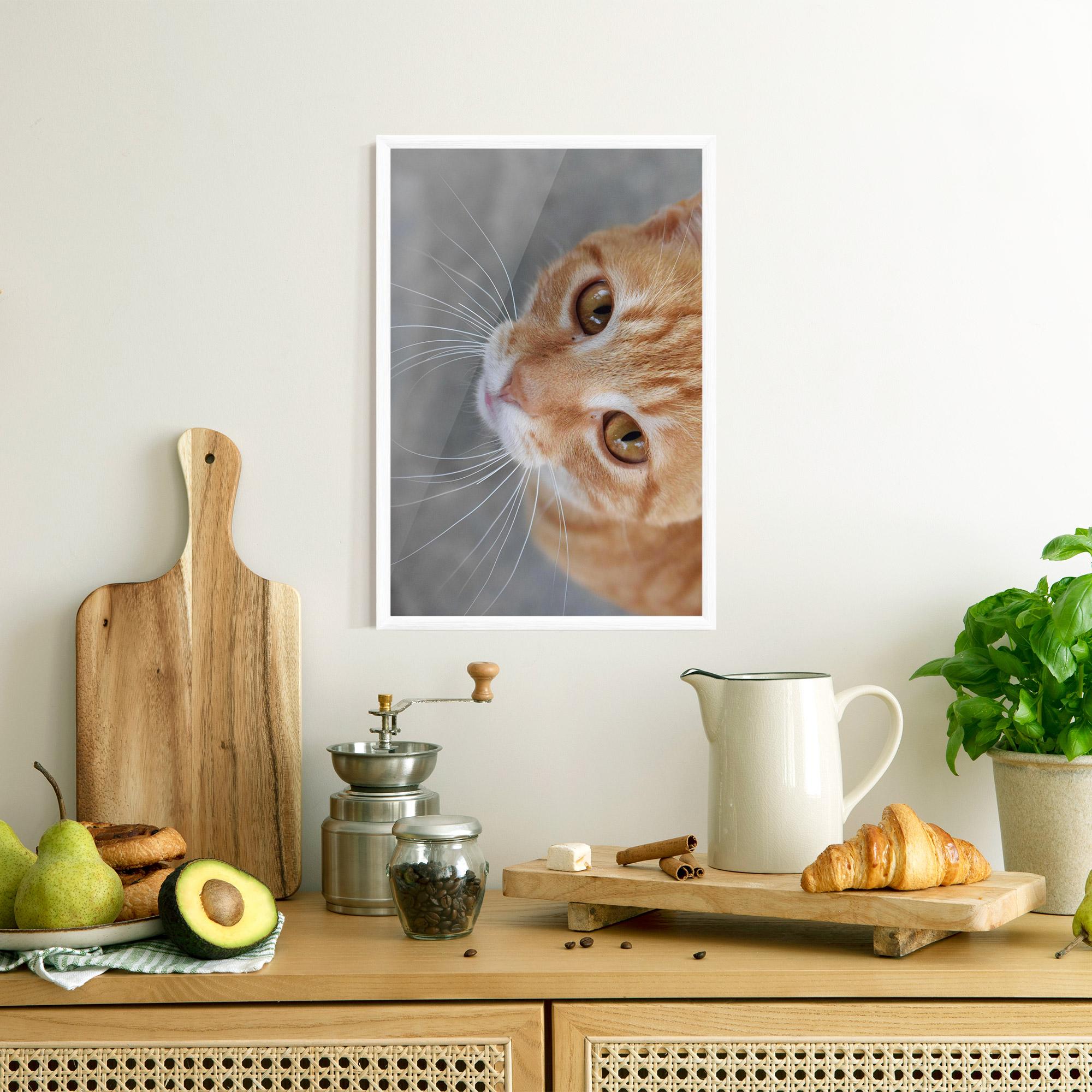 Gerahmte Poster Pretty Orange Eyes Cat mockup 8