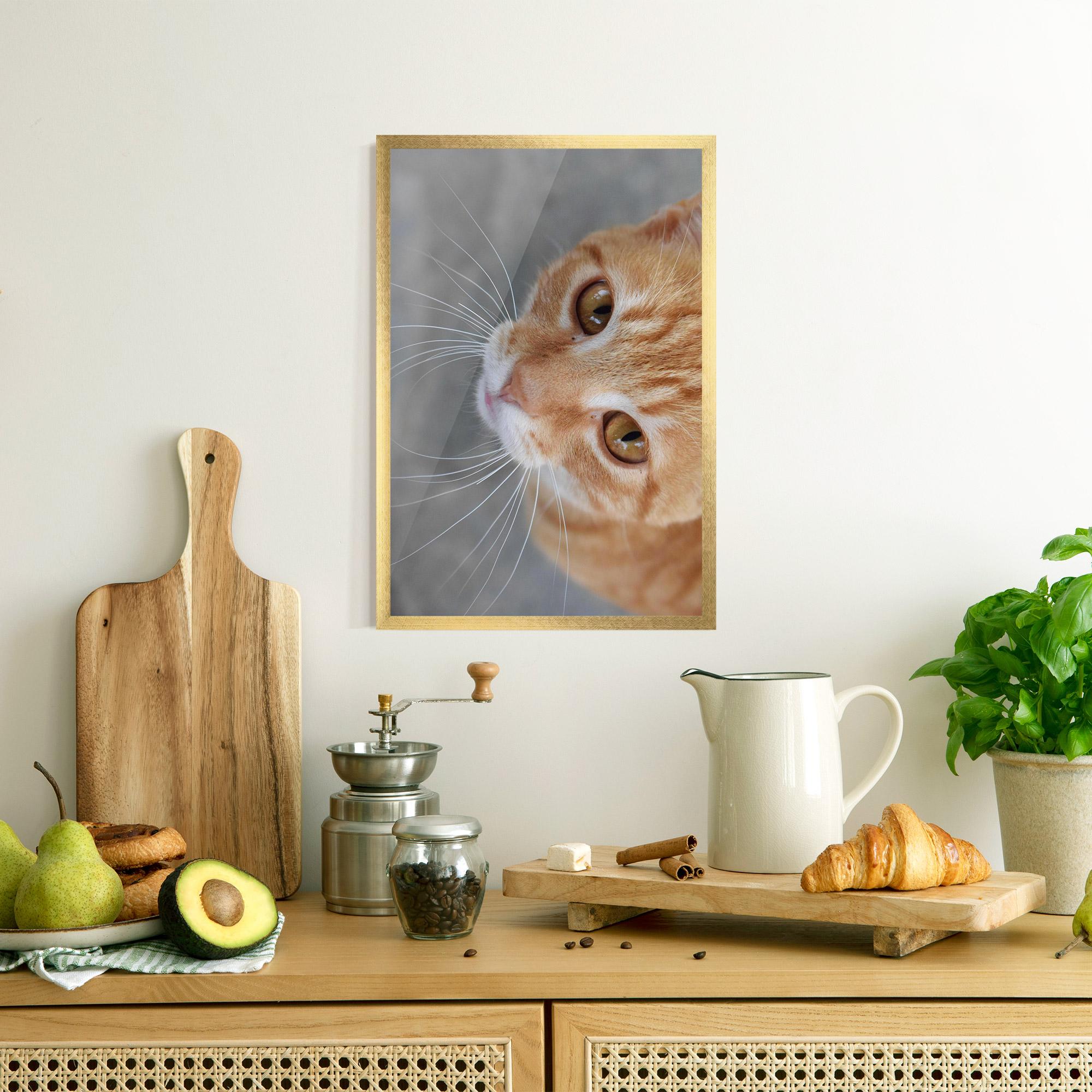 Gerahmte Poster Pretty Orange Eyes Cat mockup 8
