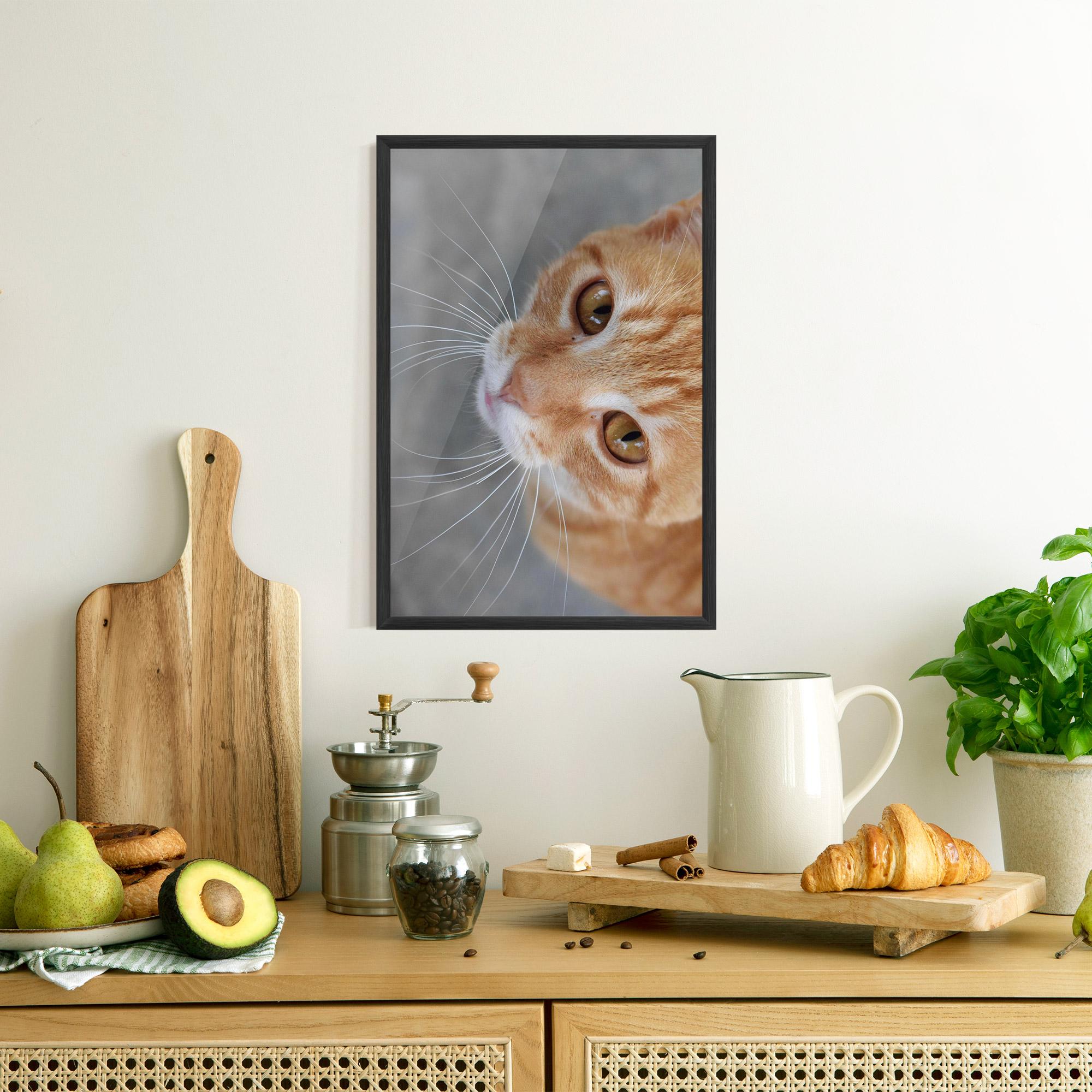 Gerahmte Poster Pretty Orange Eyes Cat mockup 8