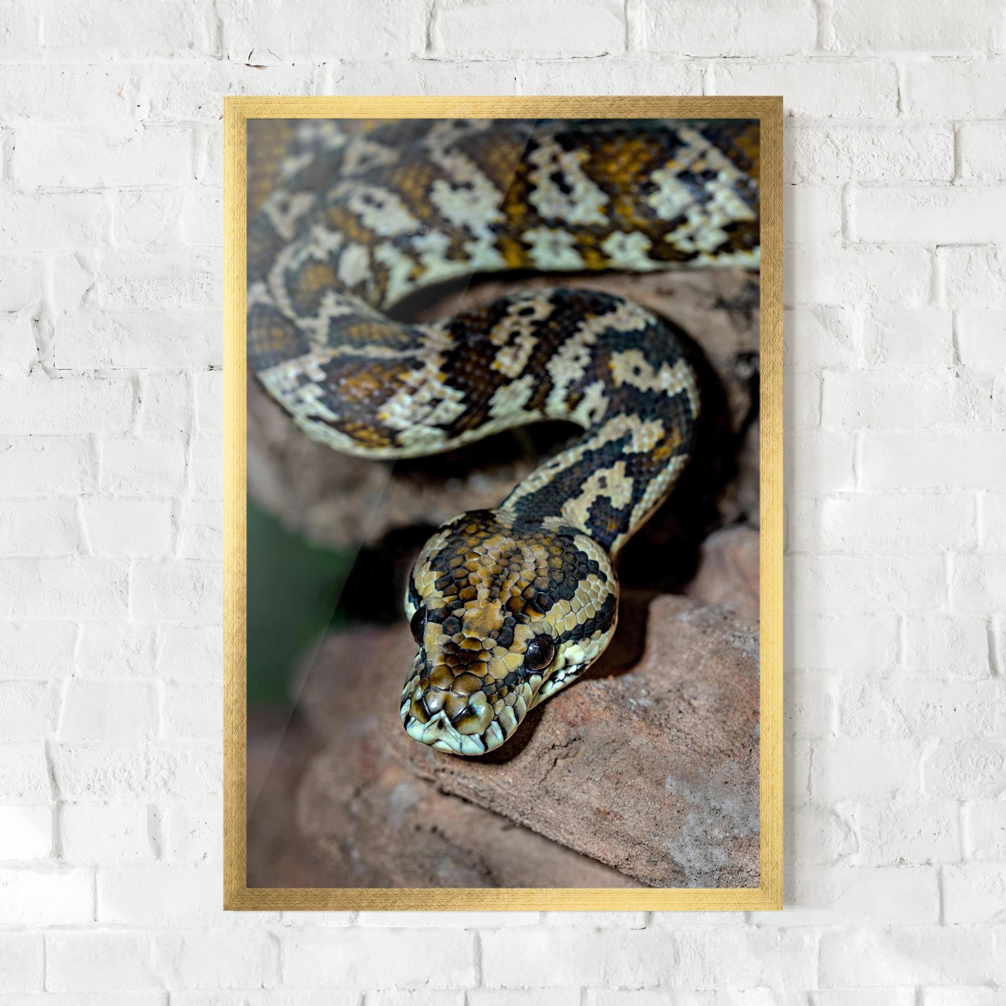 Gerahmte Poster King Snake mockup 0