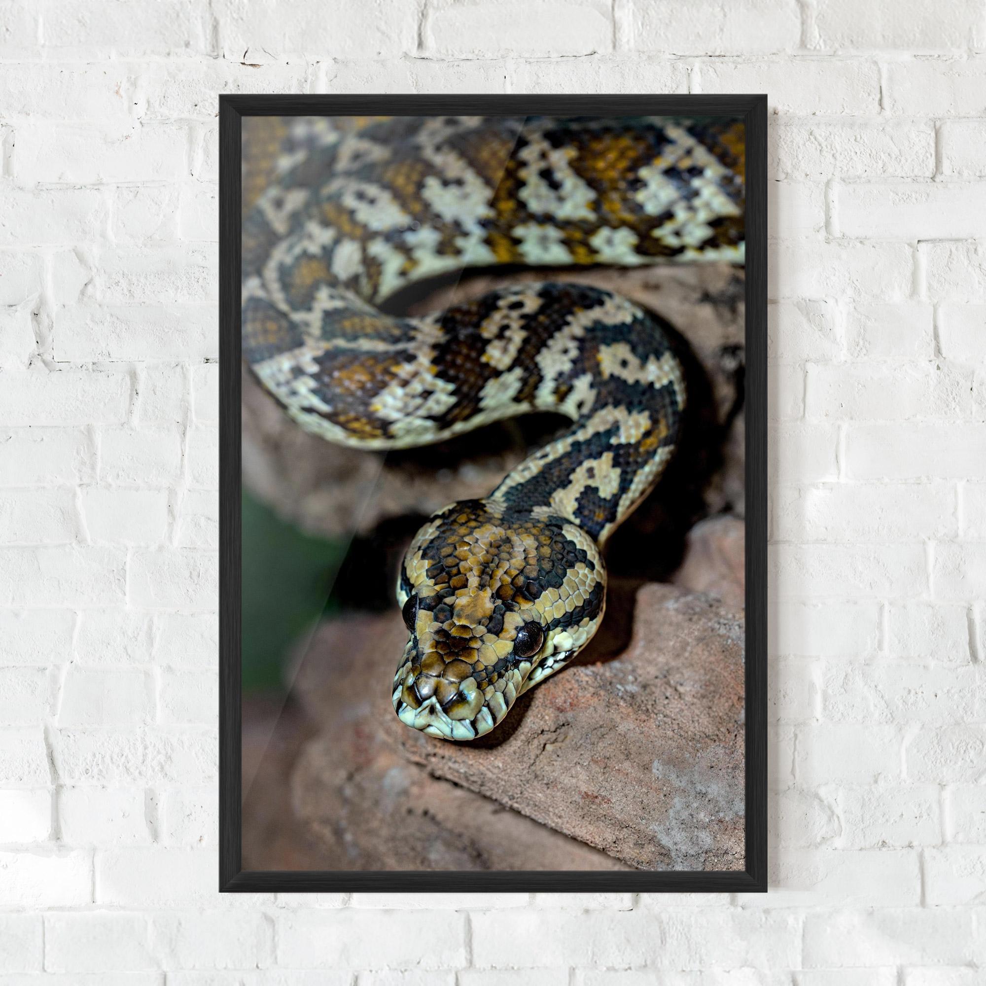 Gerahmte Poster King Snake mockup 0