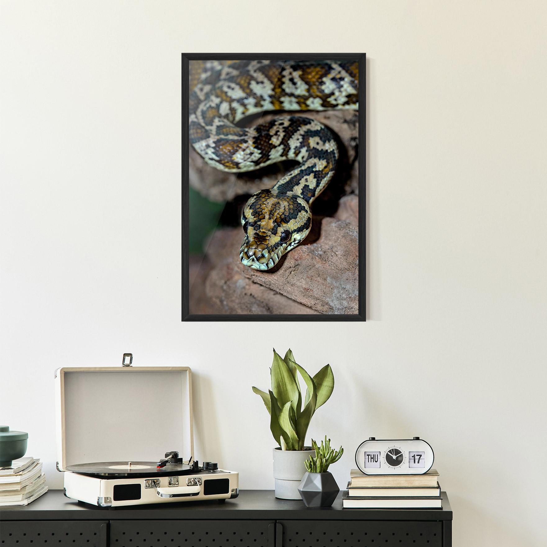 Gerahmte Poster King Snake mockup 2