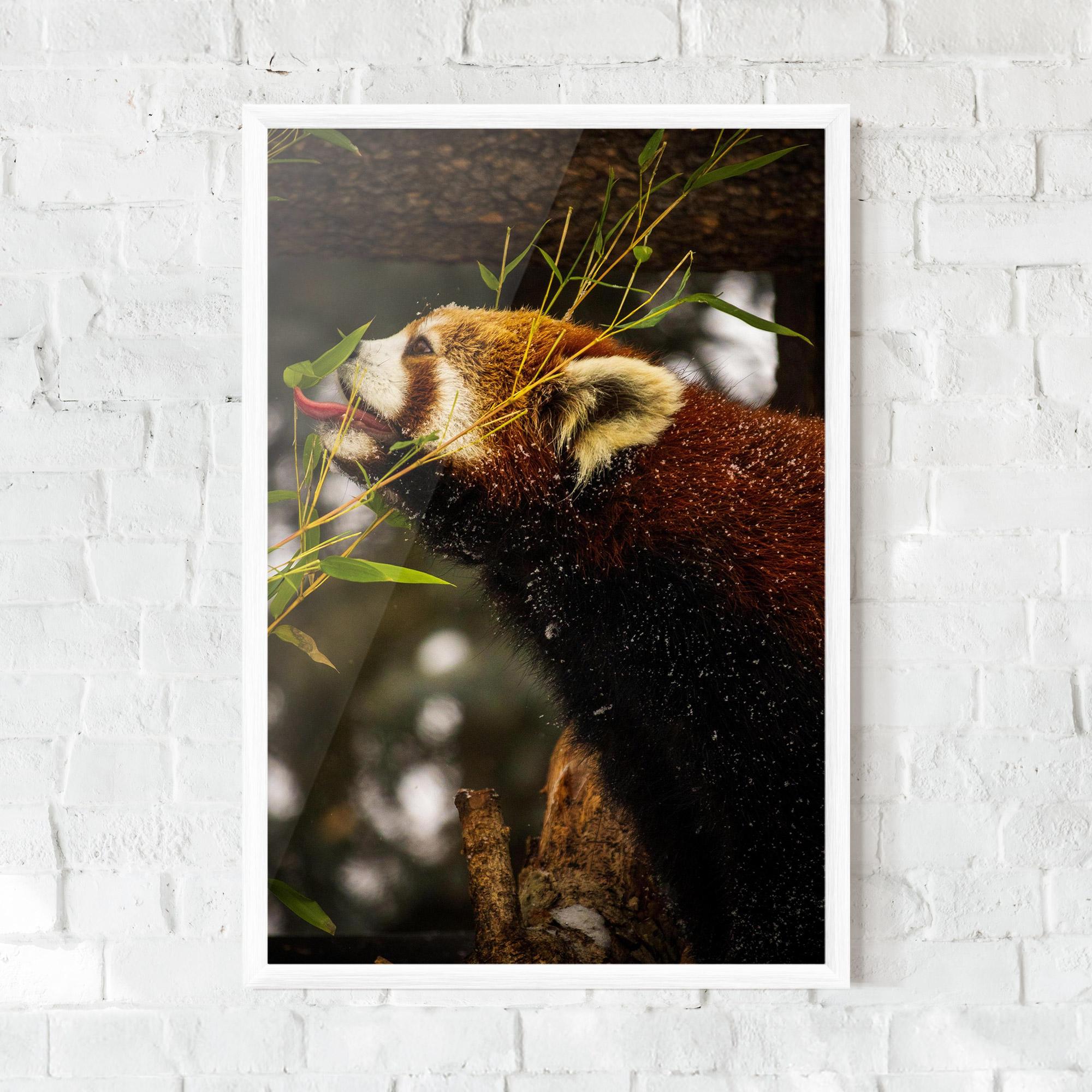 Gerahmte Poster Red Panda mockup 0