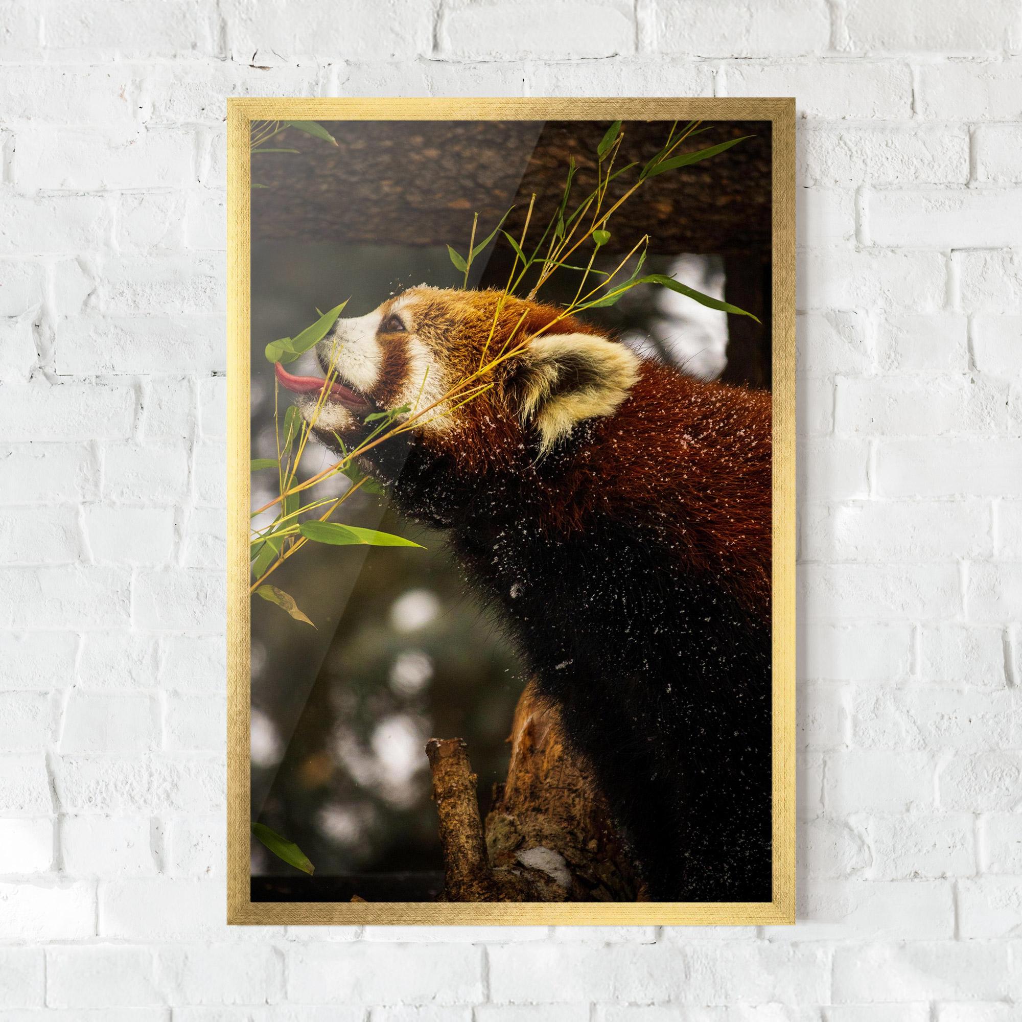 Gerahmte Poster Red Panda mockup 0