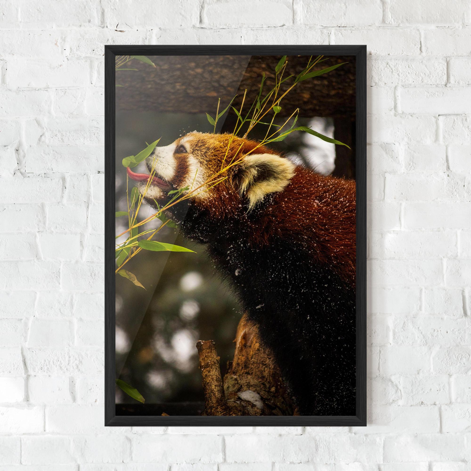 Gerahmte Poster Red Panda mockup 0