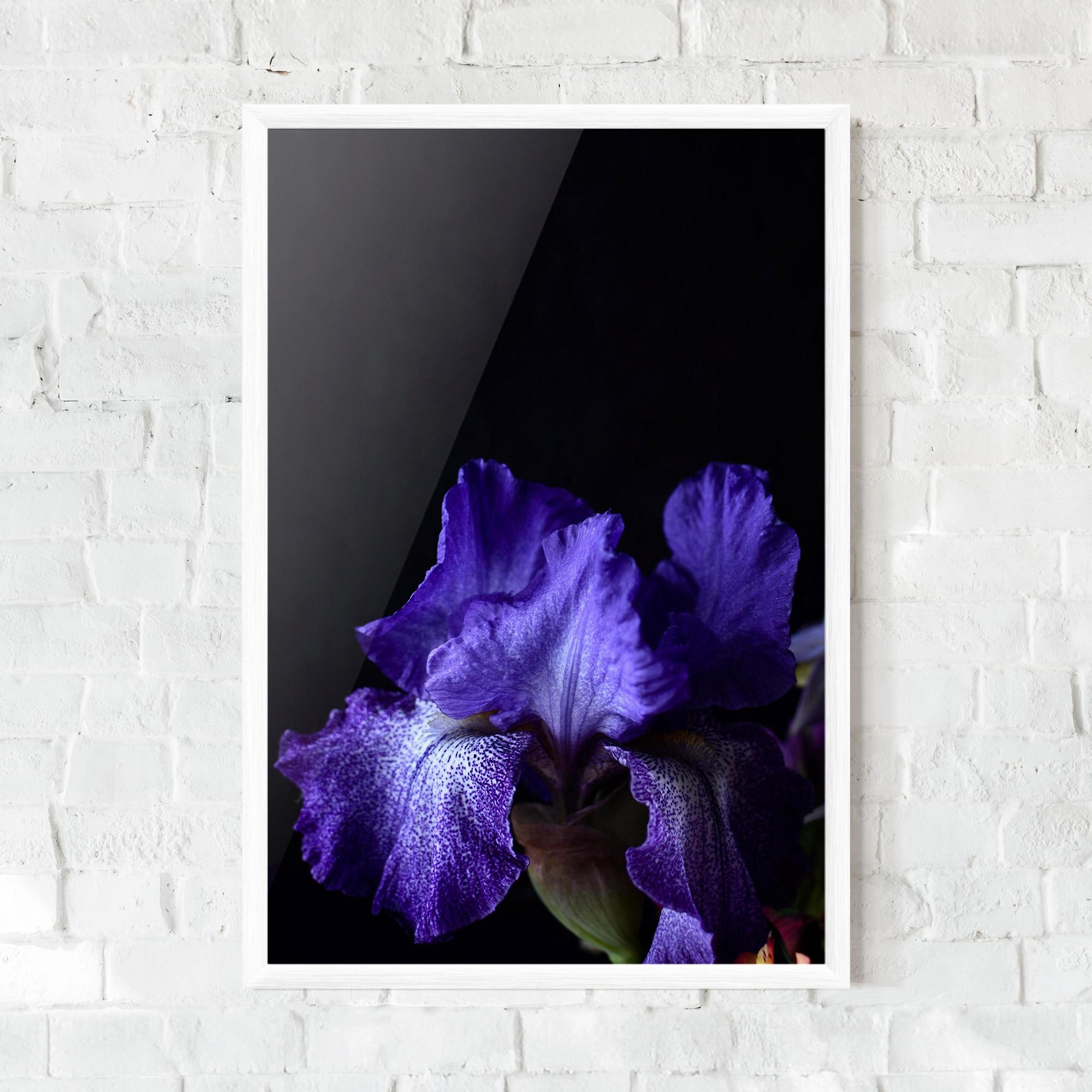 Gerahmte Poster Dark Purple Iris On Black mockup 0