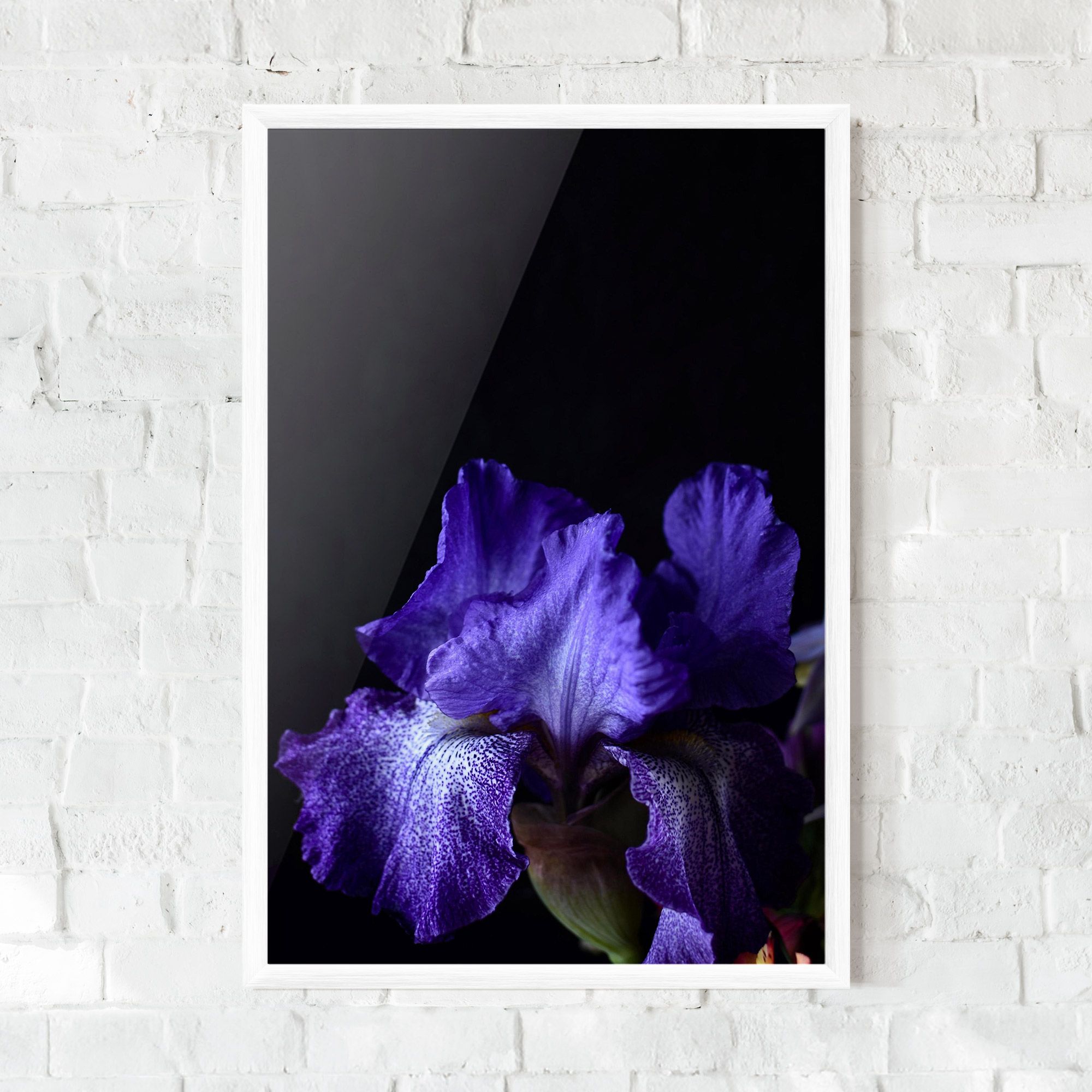 Dark Purple Iris On Black mockup 0