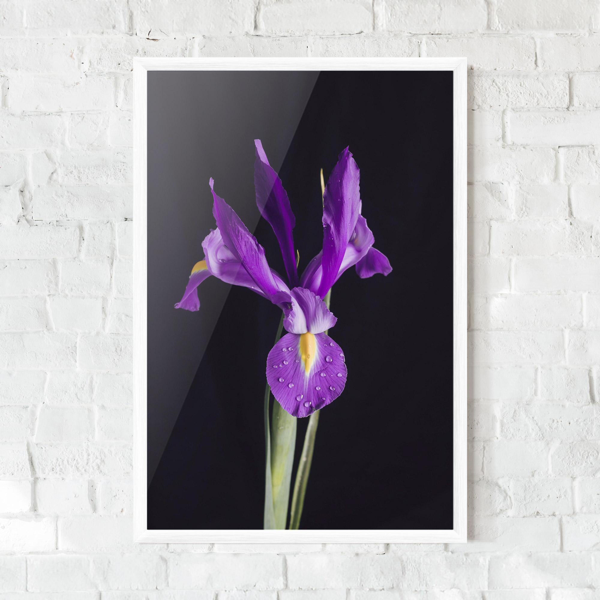 Gerahmte Poster Fresh Purple Iris mockup 0