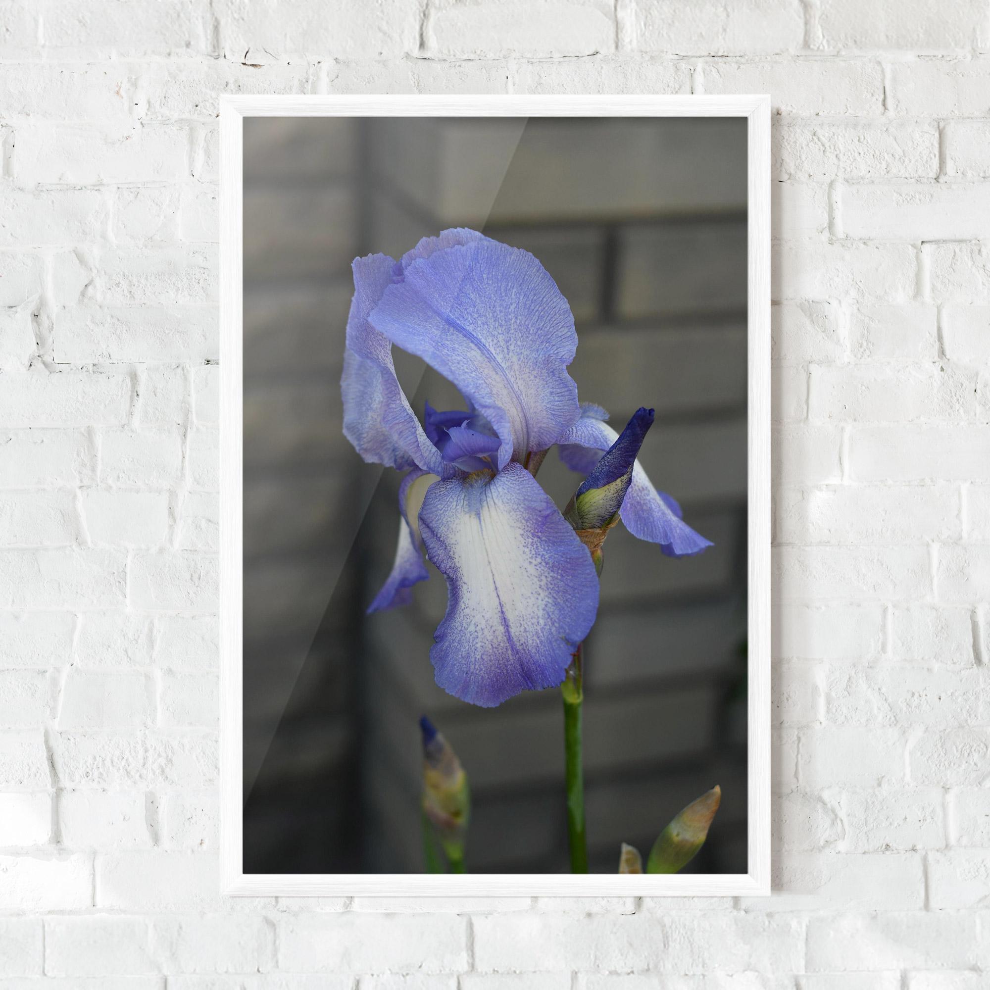 Gerahmte Poster Purple Iris On Gray mockup 0