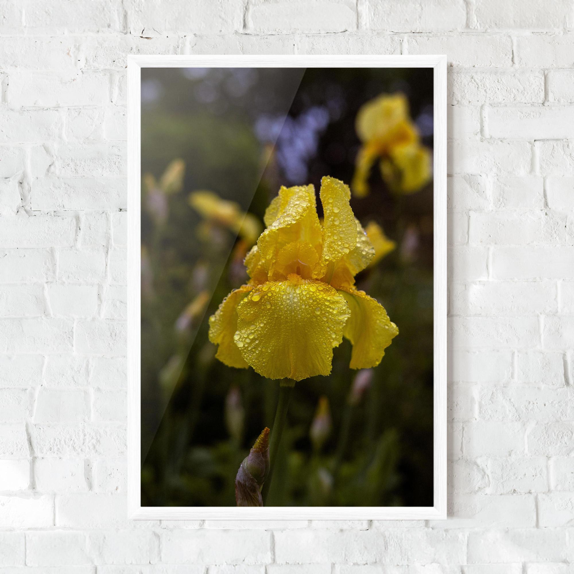 Gerahmte Poster Yellow Iris After Rain mockup 0