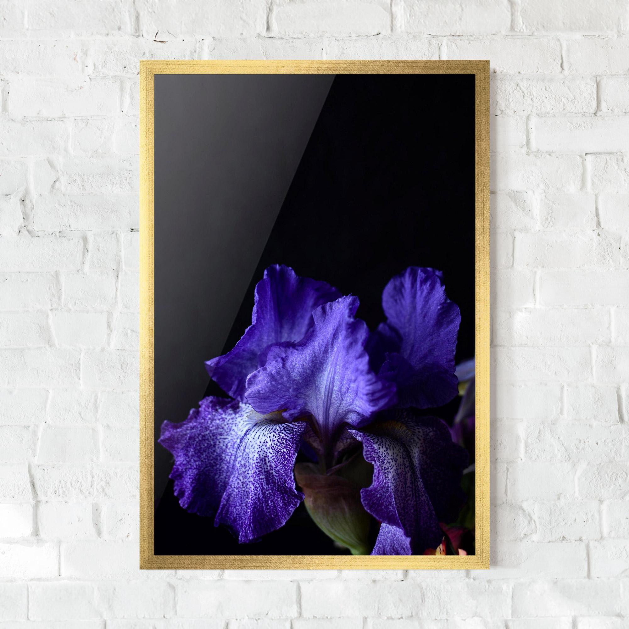 Gerahmte Poster Dark Purple Iris On Black mockup 0