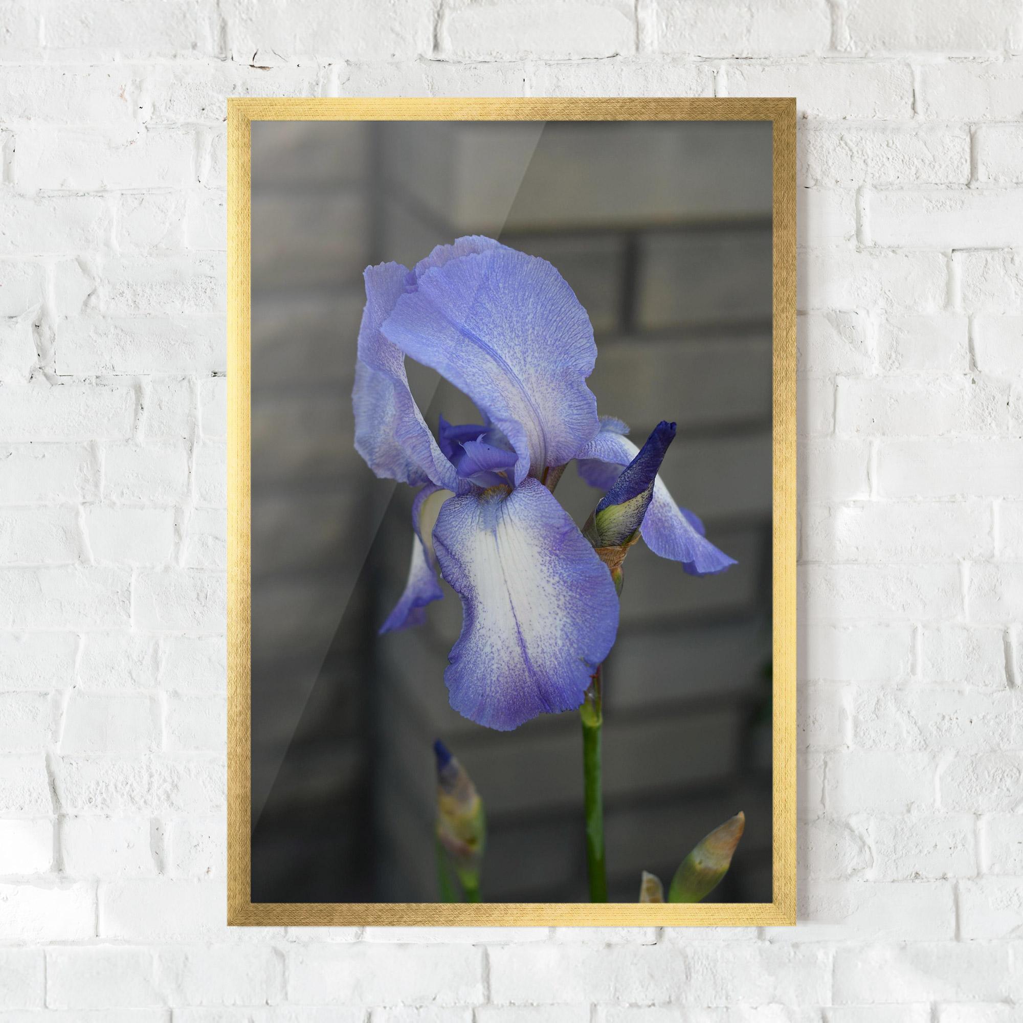 Gerahmte Poster Purple Iris On Gray mockup 0