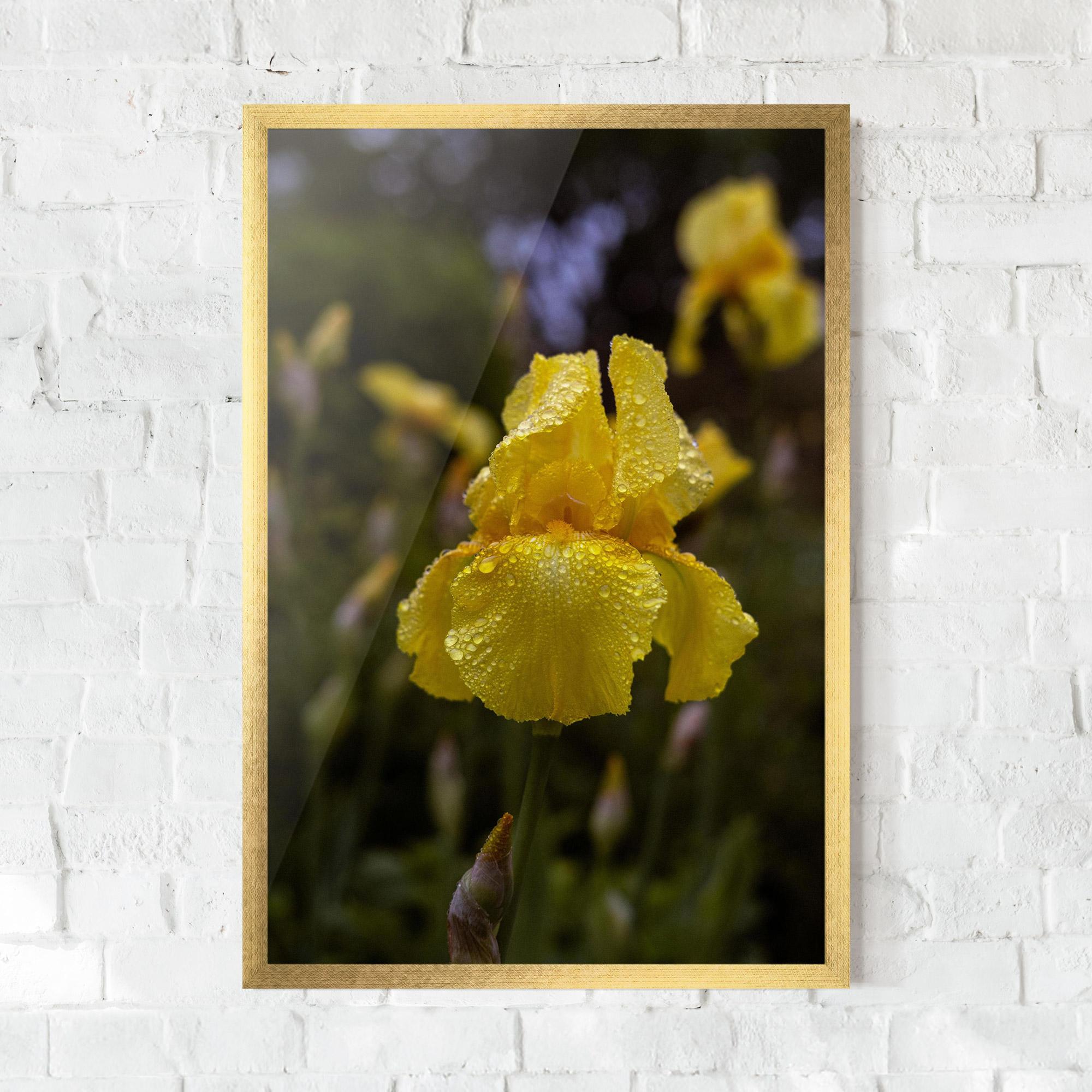 Gerahmte Poster Yellow Iris After Rain mockup 0