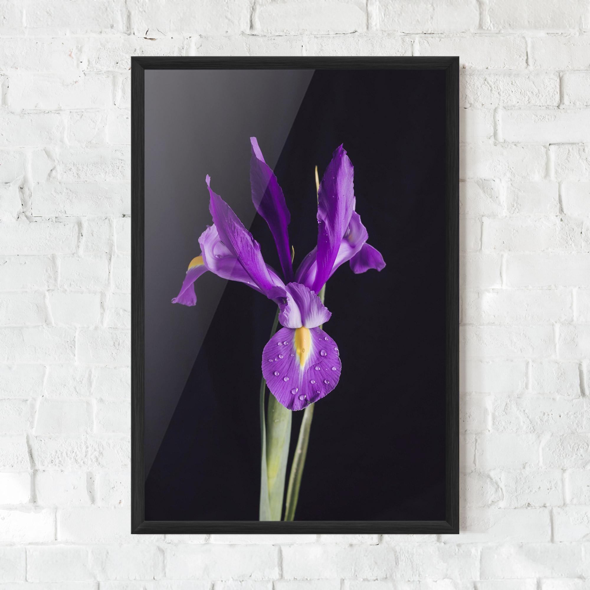 Gerahmte Poster Fresh Purple Iris mockup 0