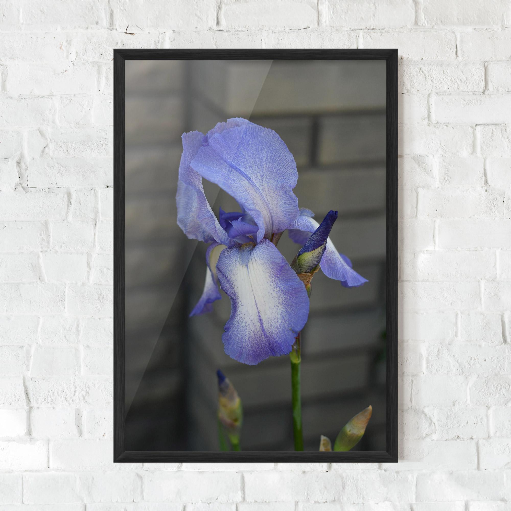 Gerahmte Poster Purple Iris On Gray mockup 0