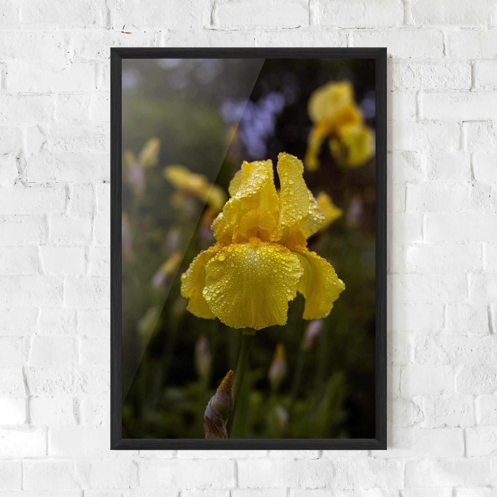 Gerahmte Poster Yellow Iris After Rain mockup 0