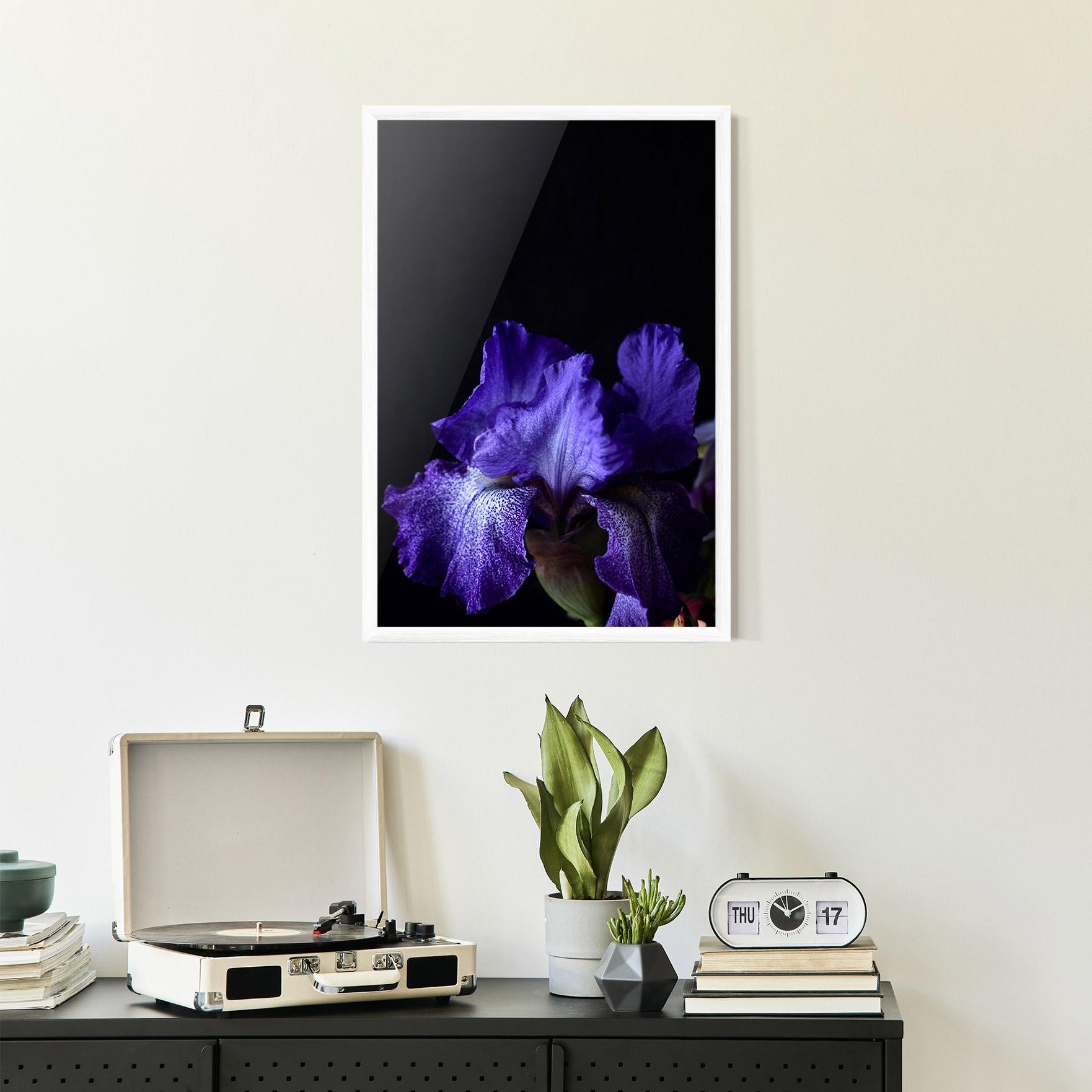 Gerahmte Poster Dark Purple Iris On Black mockup 2