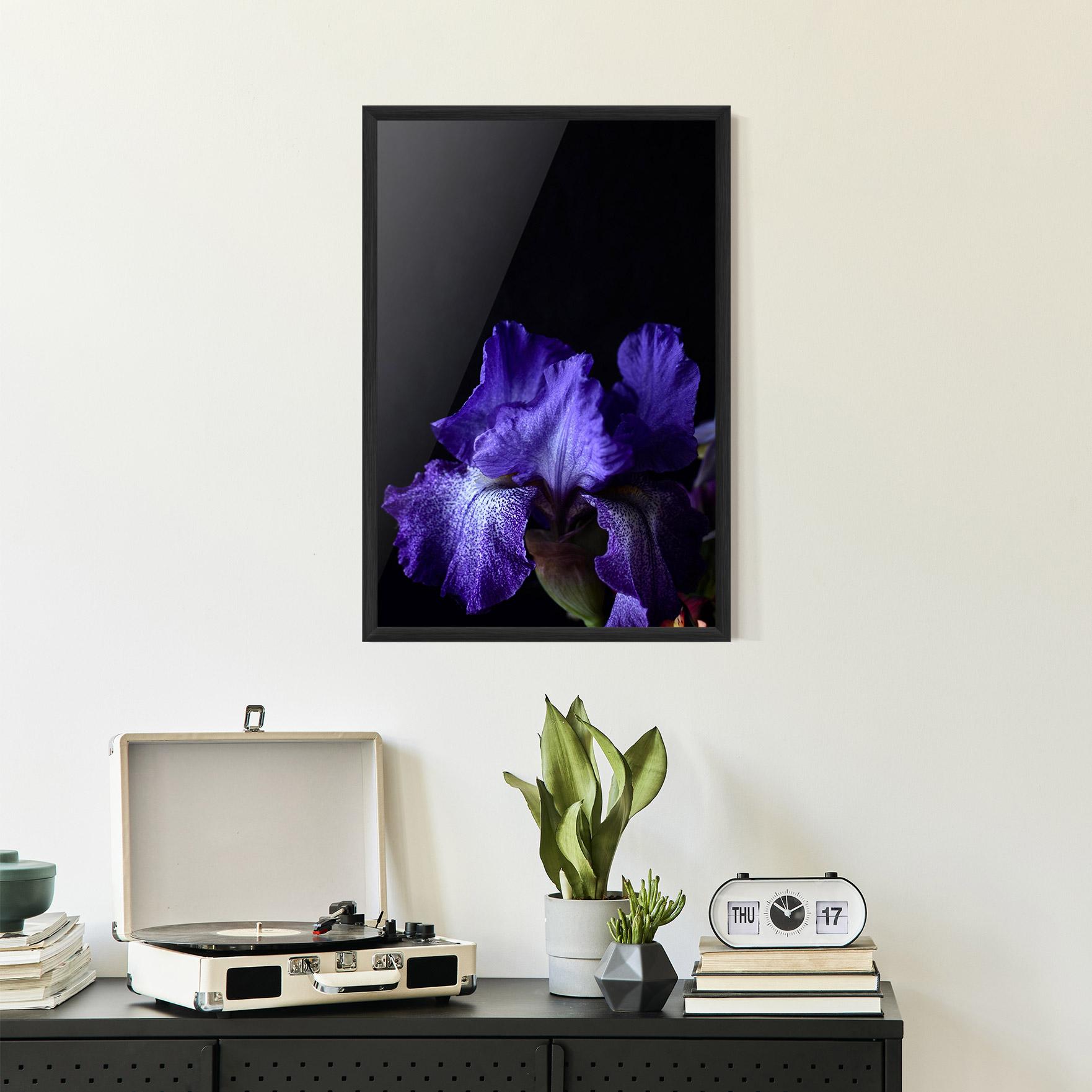 Gerahmte Poster Dark Purple Iris On Black mockup 2