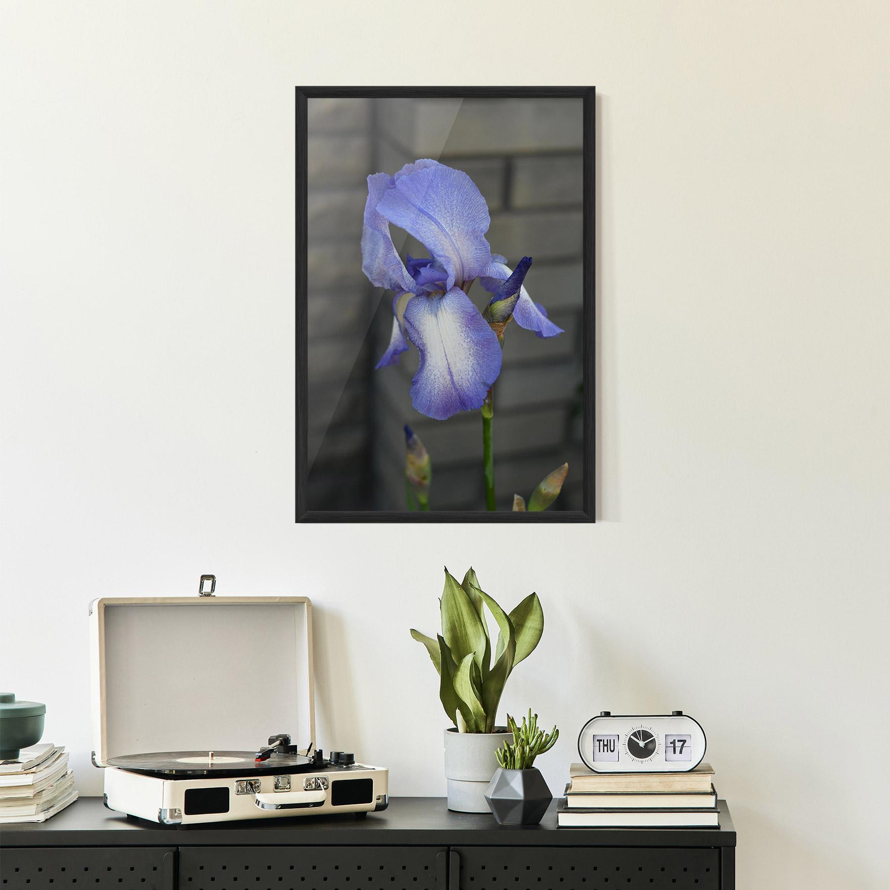 Gerahmte Poster Purple Iris On Gray mockup 2