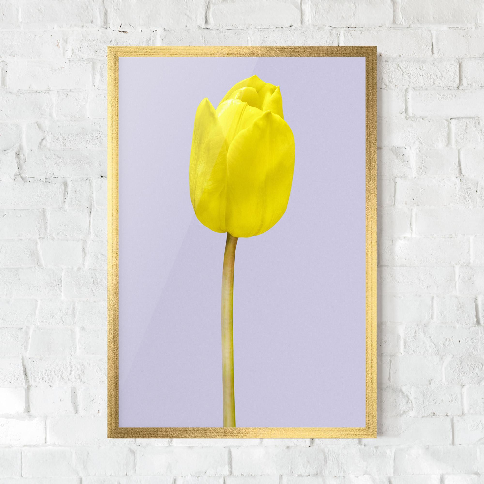 Gerahmte Poster One Yellow Tulip mockup 0