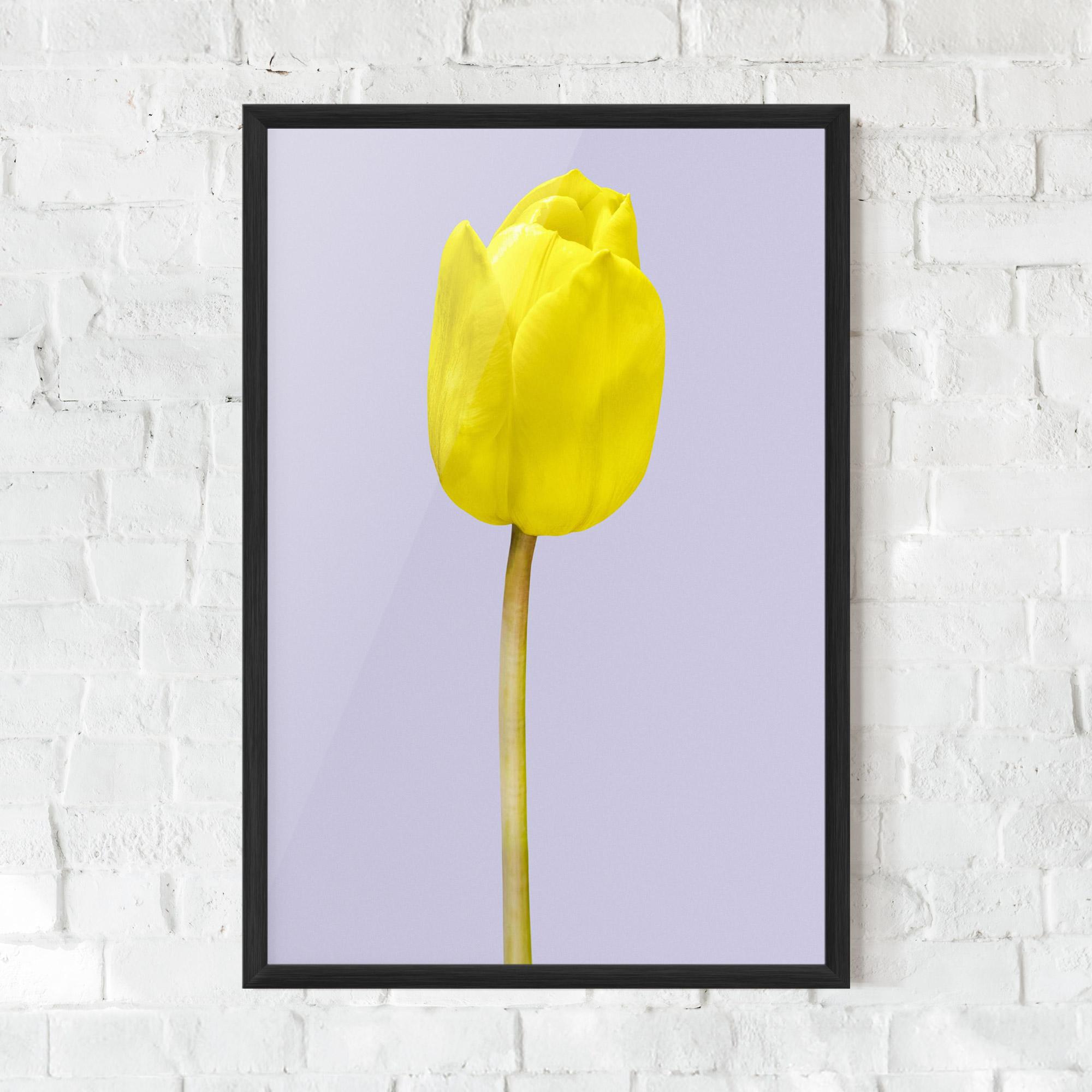 Gerahmte Poster One Yellow Tulip mockup 0