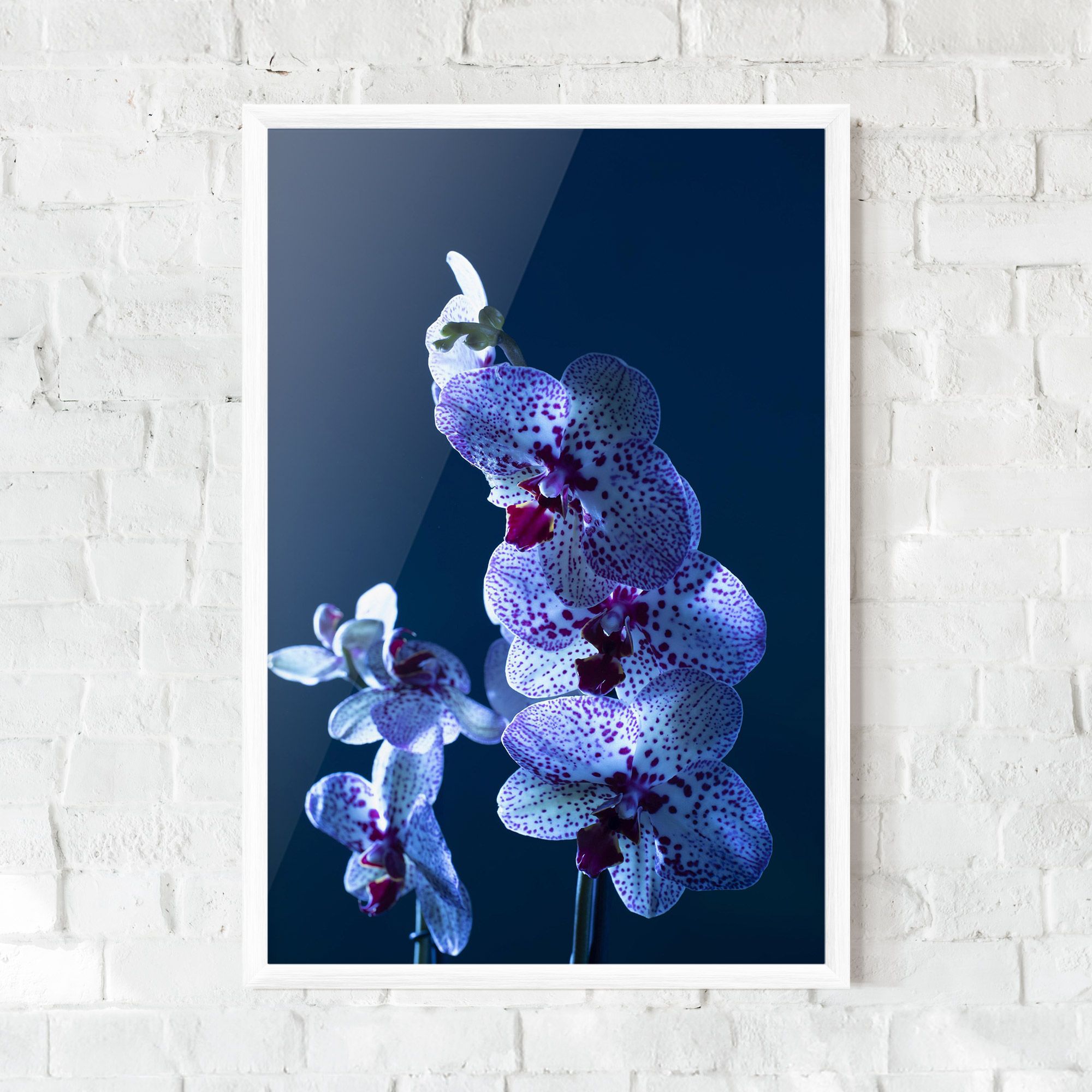 Blue Light Orchid mockup 0