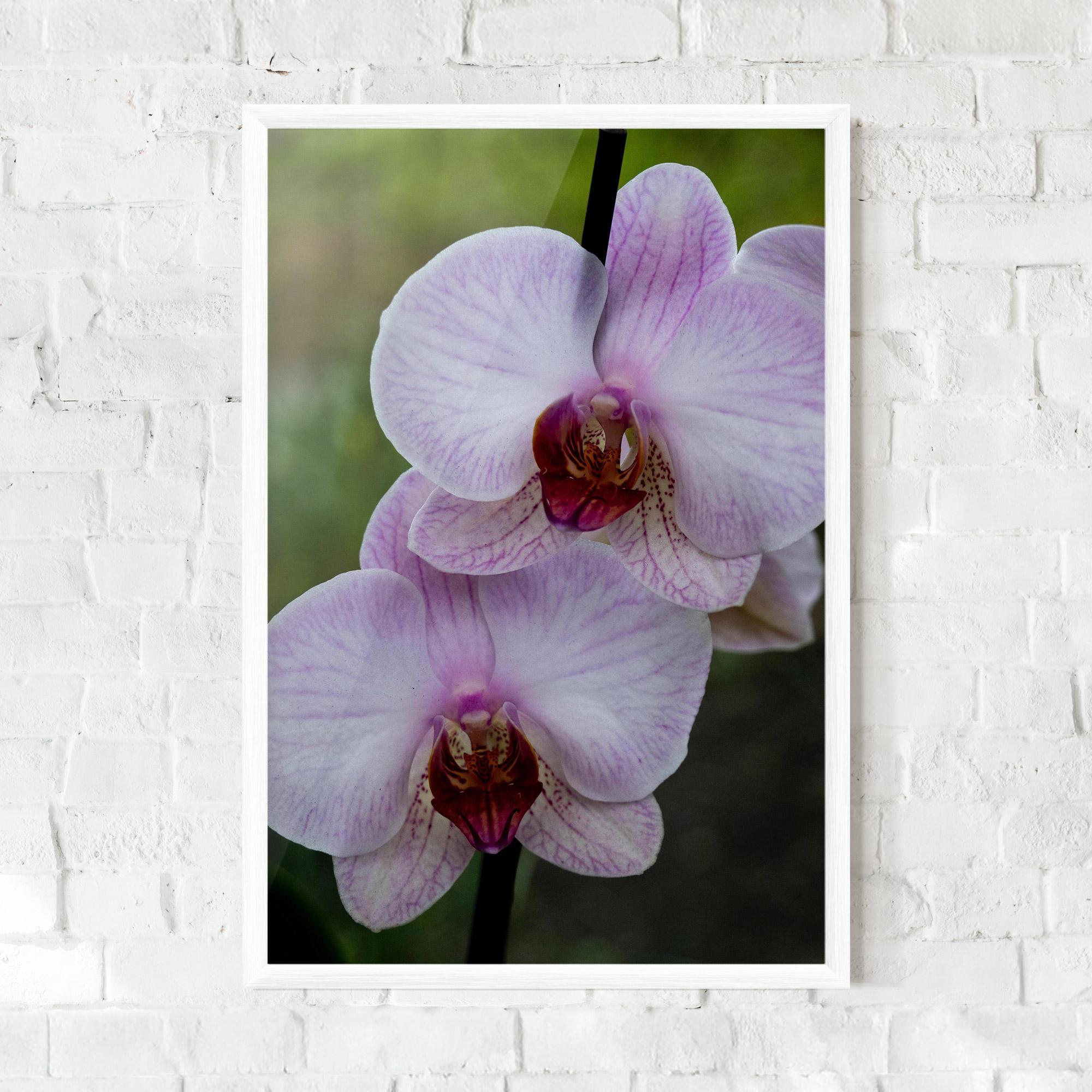 Gerahmte Poster Garden Light Purple Orchid mockup 0