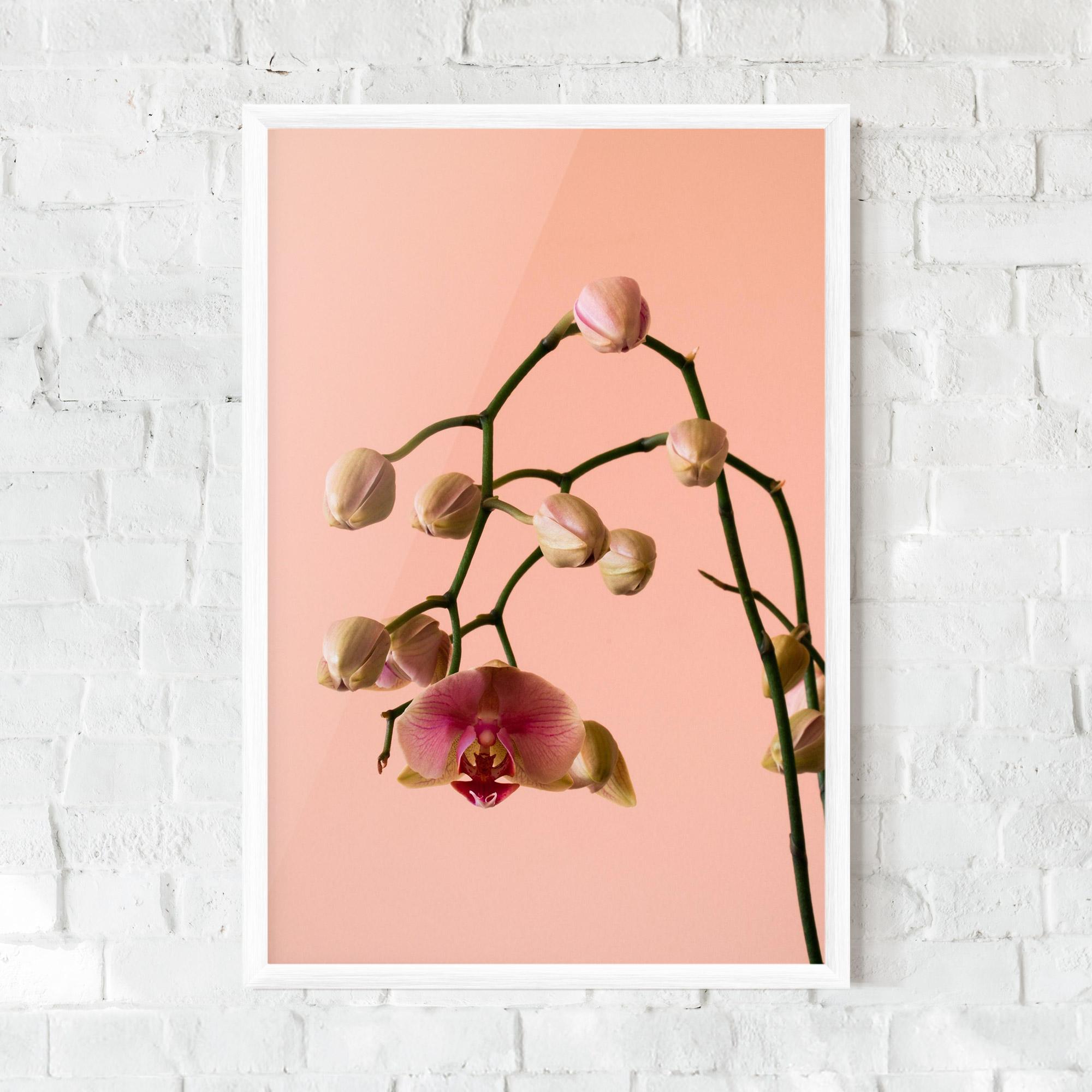 Gerahmte Poster Orchids On Pink mockup 0