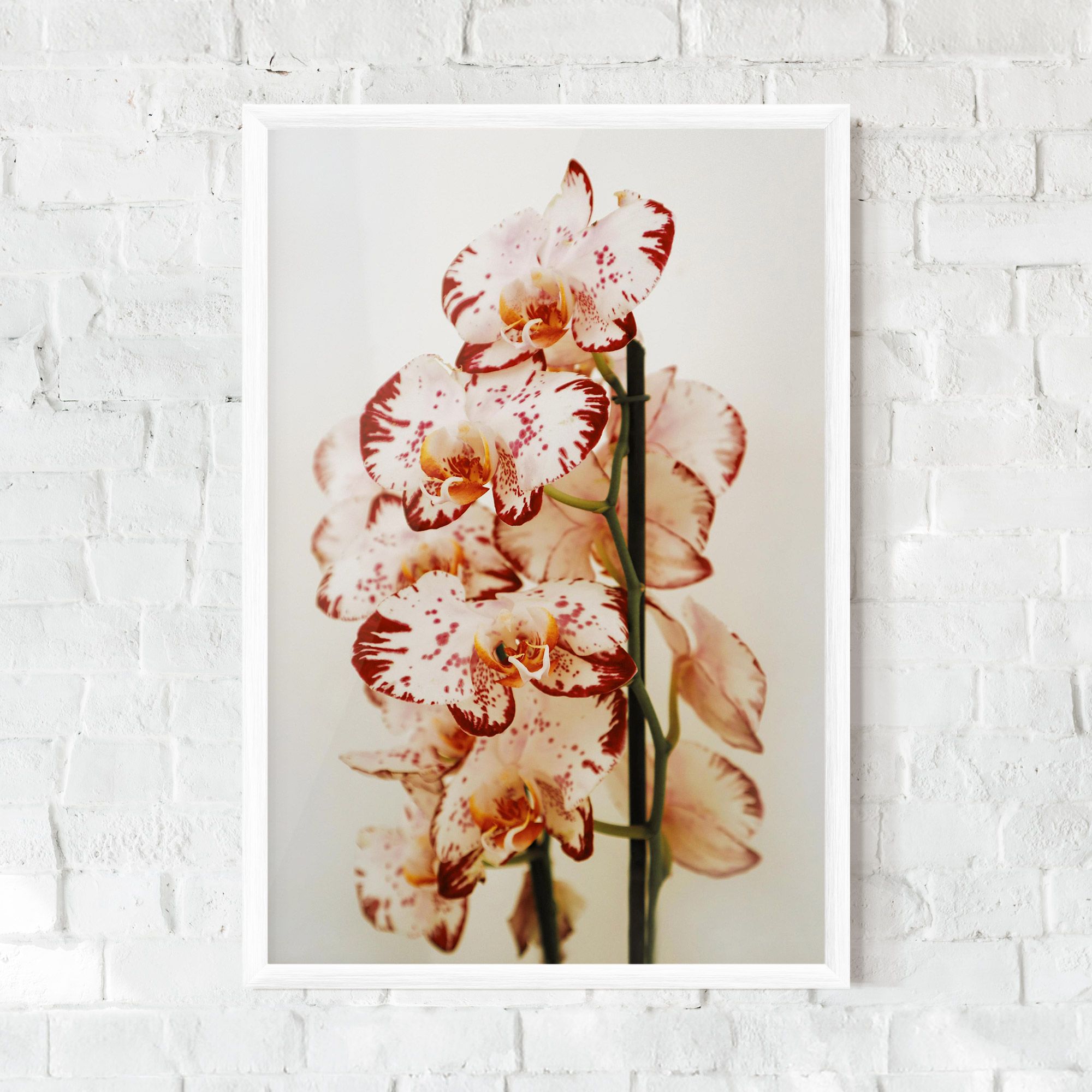 Red White Orchids mockup 0