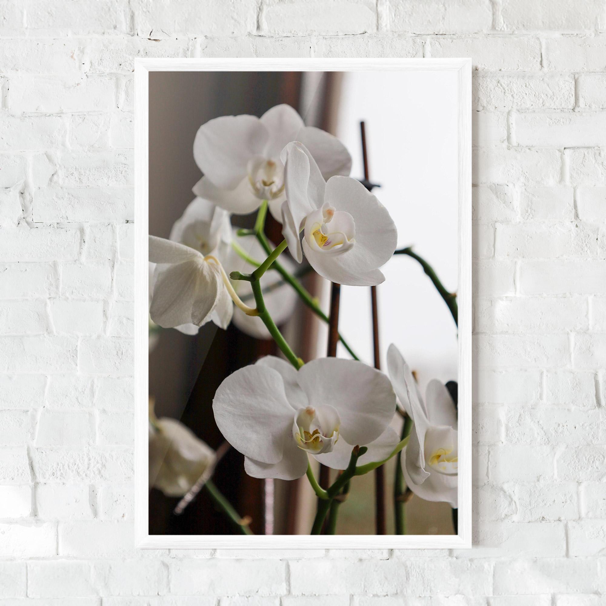 Gerahmte Poster White Orchid Growing mockup 0