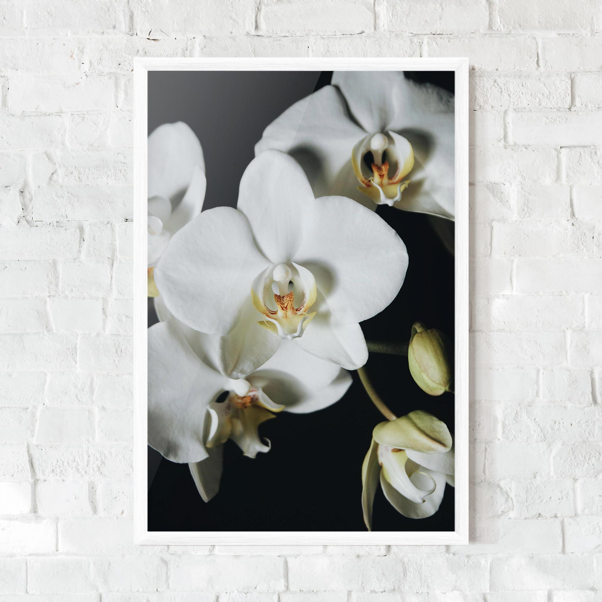 Gerahmte Poster White Orchid On Black mockup 0