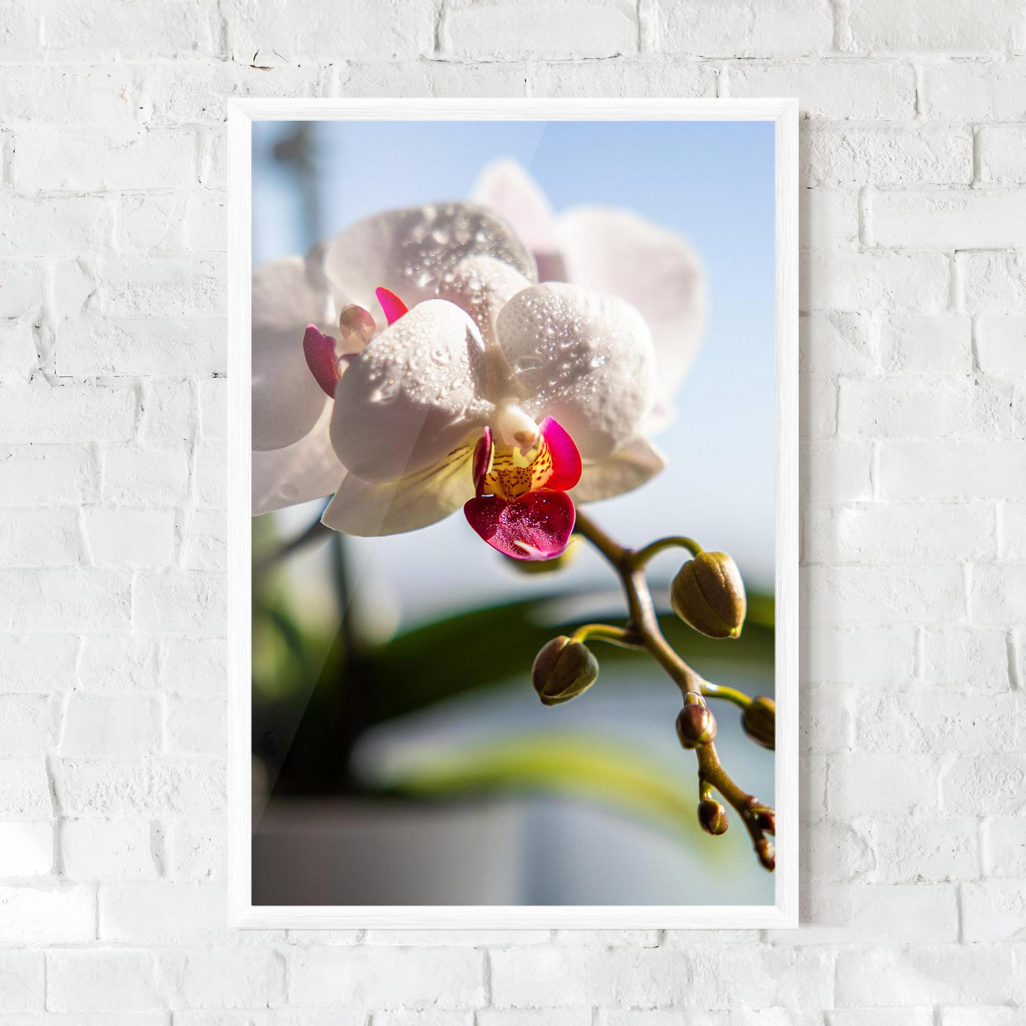 Gerahmte Poster White Orchid With Water mockup 0