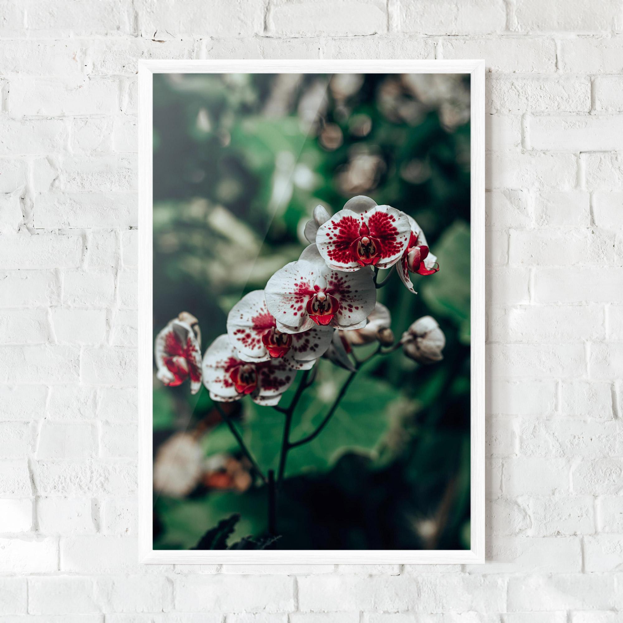 Gerahmte Poster White Red Orchid mockup 0
